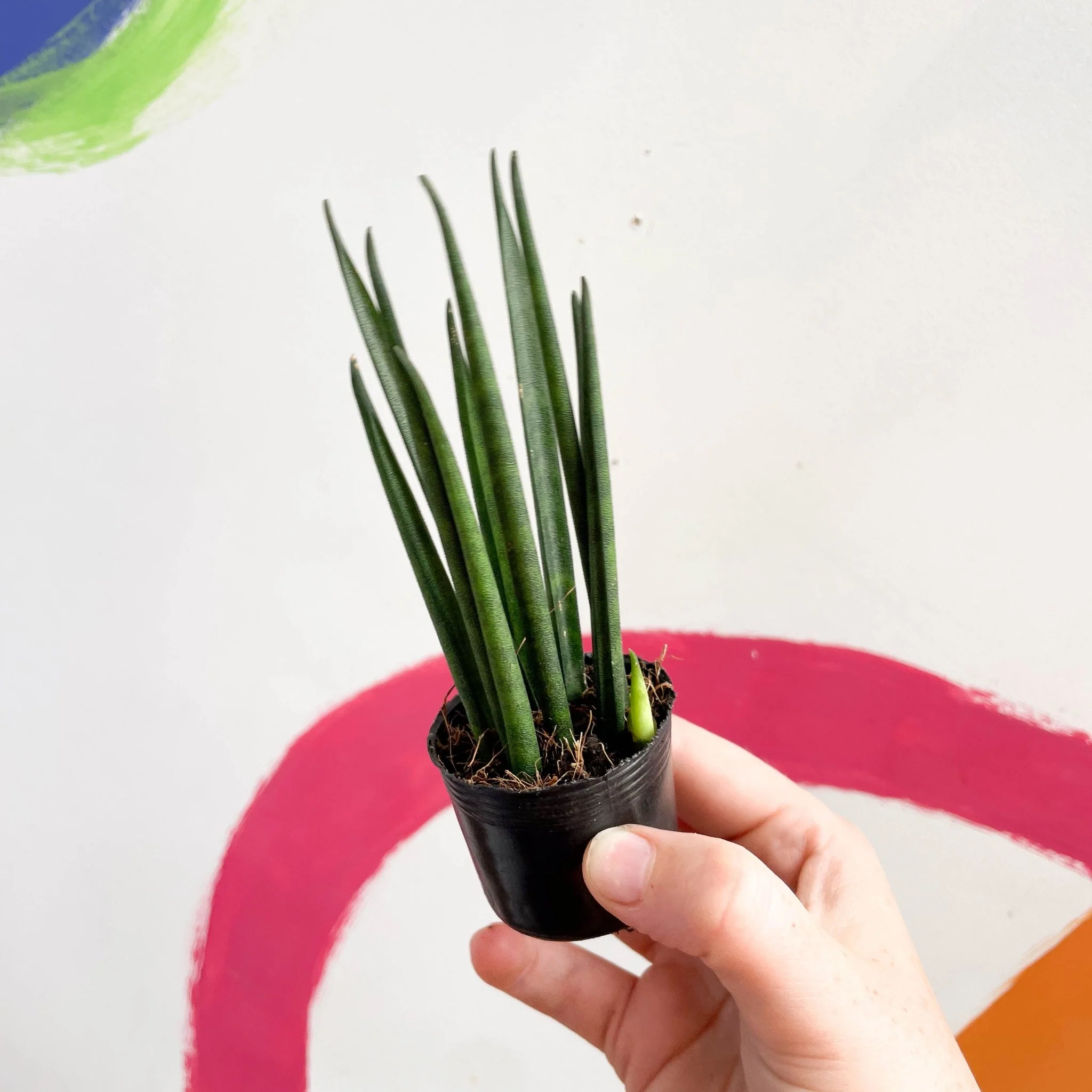 Rocket Snake Plant - Sansevieria cylindrica - Image 10