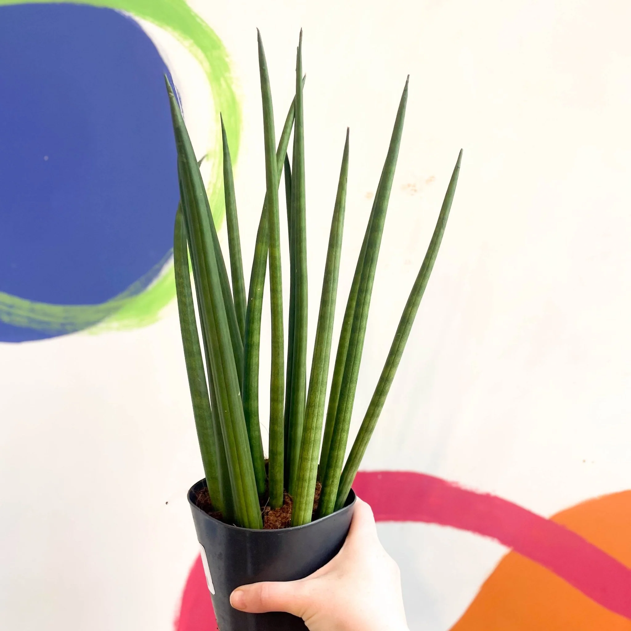 Rocket Snake Plant - Sansevieria cylindrica - Image 11