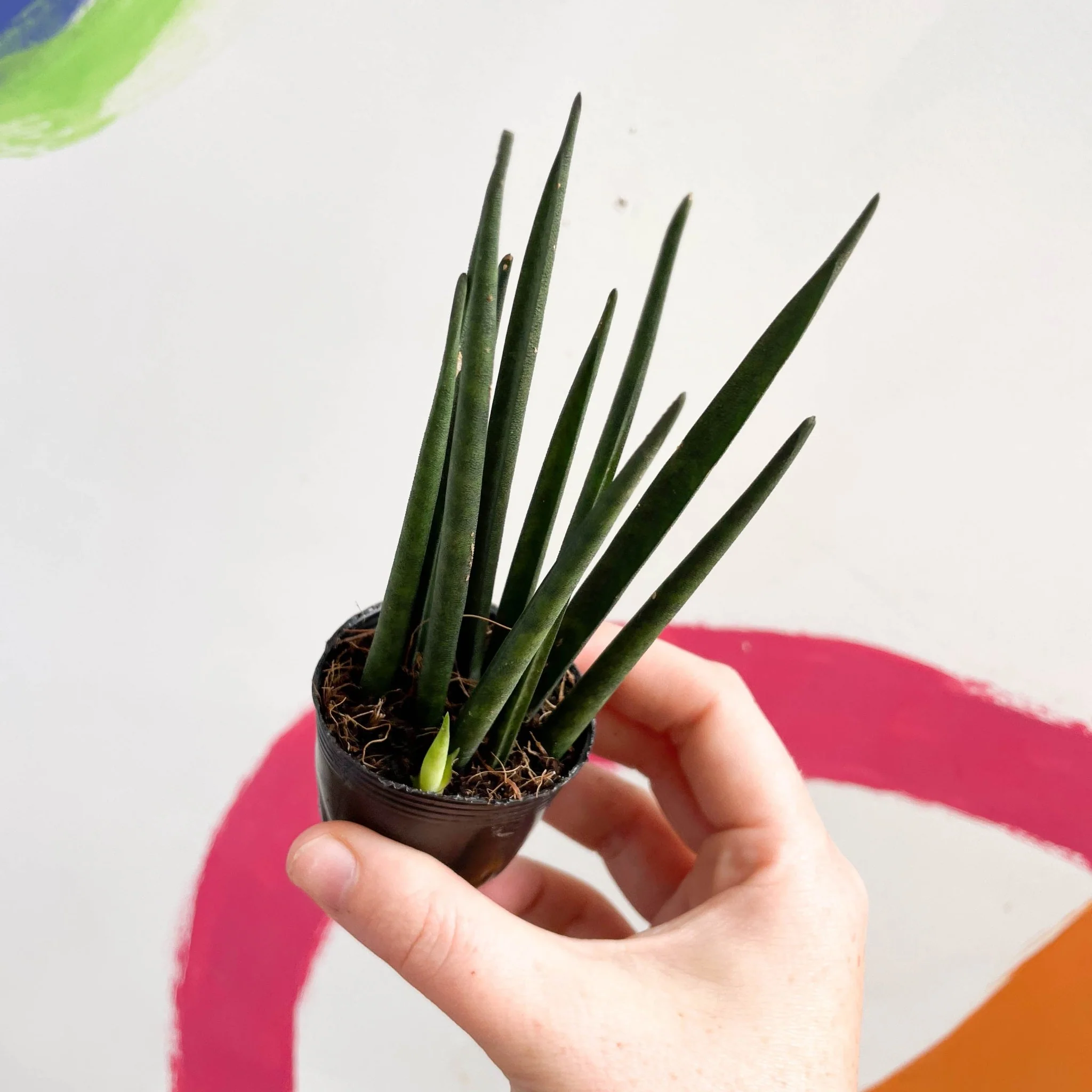 Rocket Snake Plant - Sansevieria cylindrica - Image 2