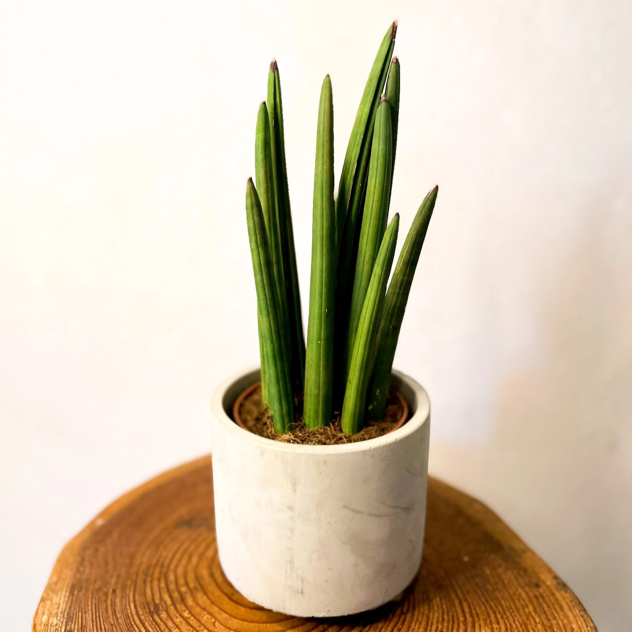Rocket Snake Plant - Sansevieria cylindrica - Image 3