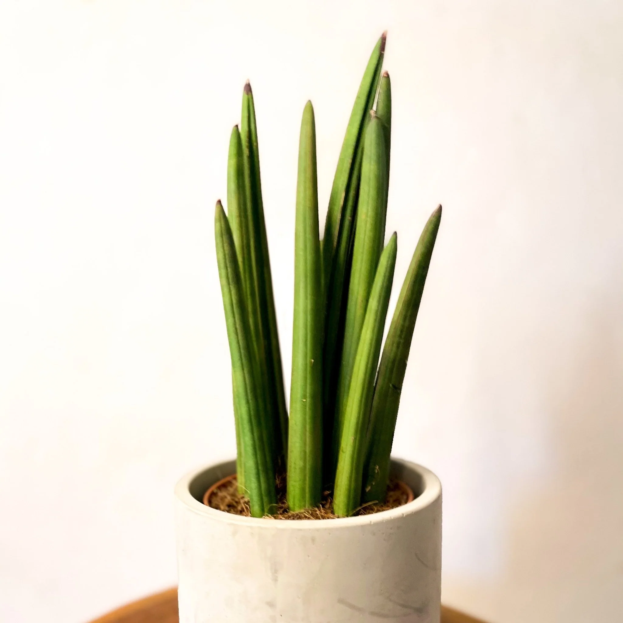 Rocket Snake Plant - Sansevieria cylindrica - Image 4