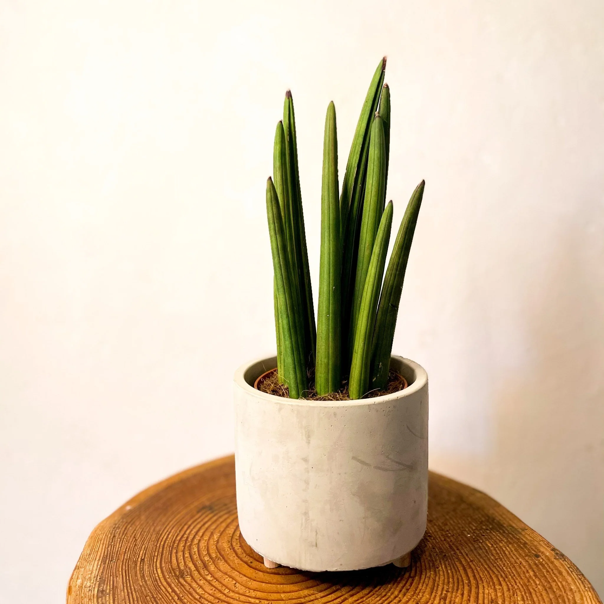 Rocket Snake Plant - Sansevieria cylindrica - Image 5