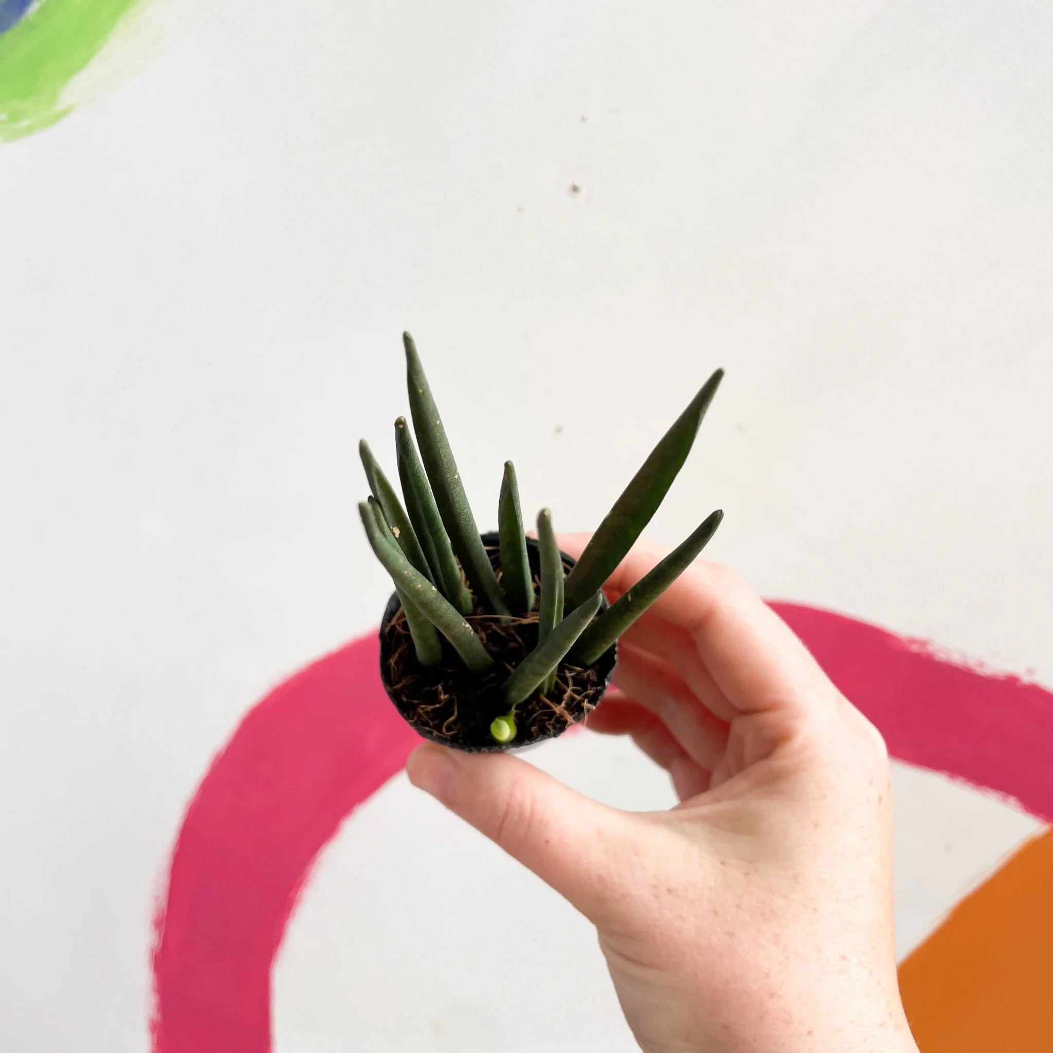 Rocket Snake Plant - Sansevieria cylindrica - Image 6
