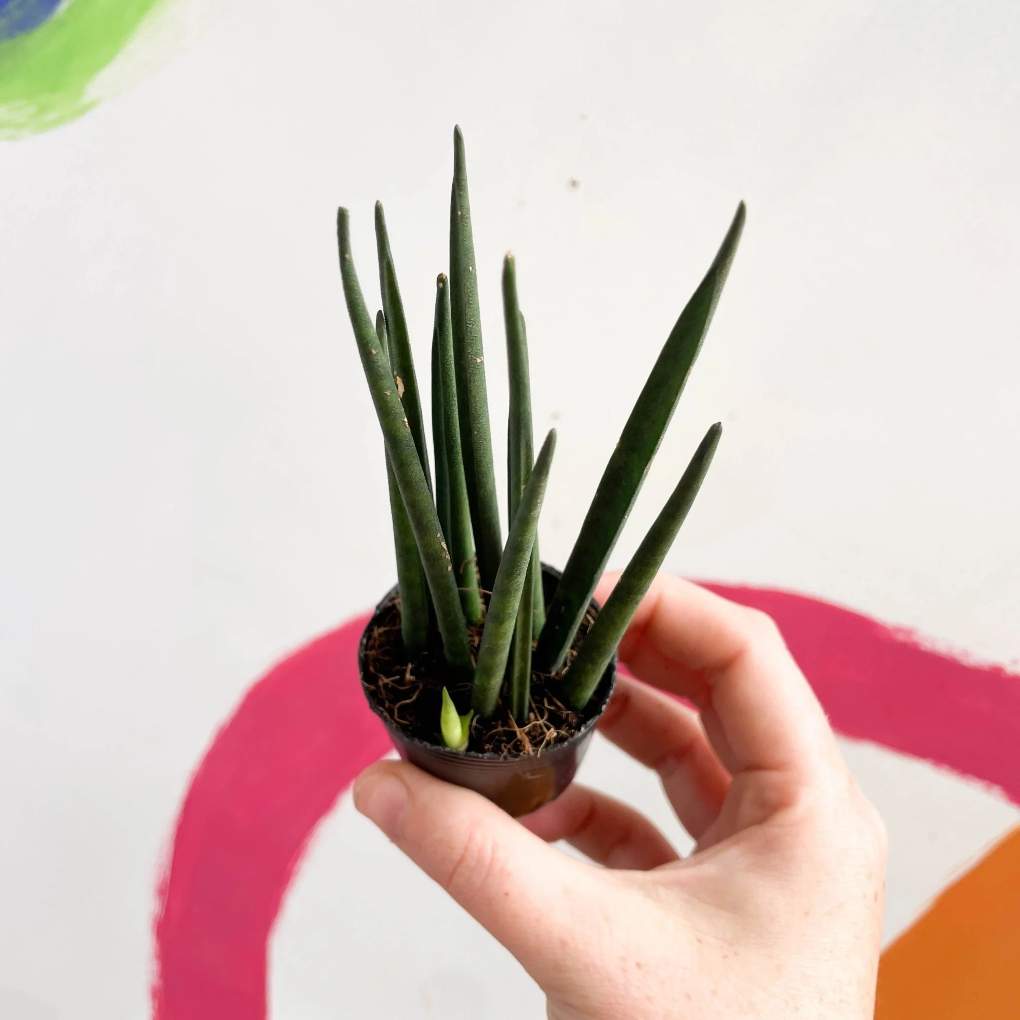 Rocket Snake Plant - Sansevieria cylindrica - Image 7