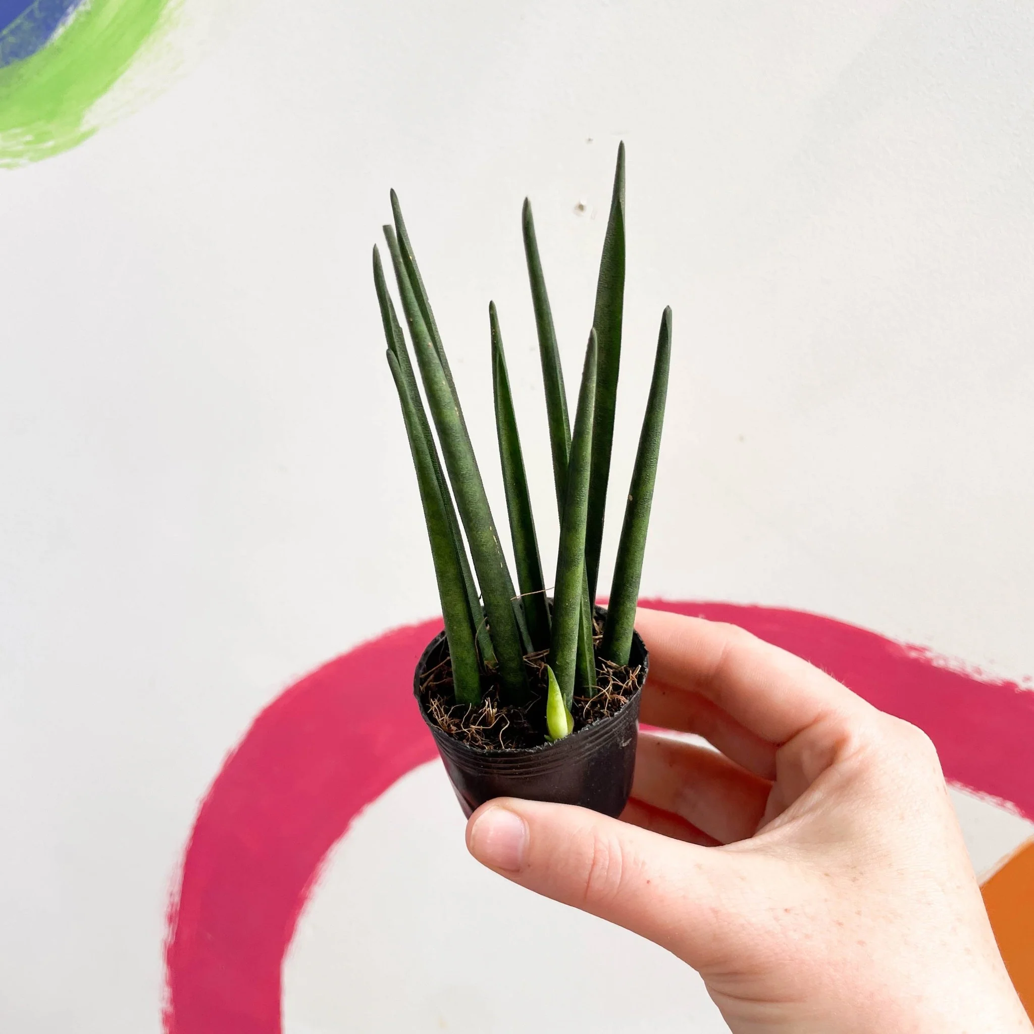 Rocket Snake Plant - Sansevieria cylindrica - Image 8