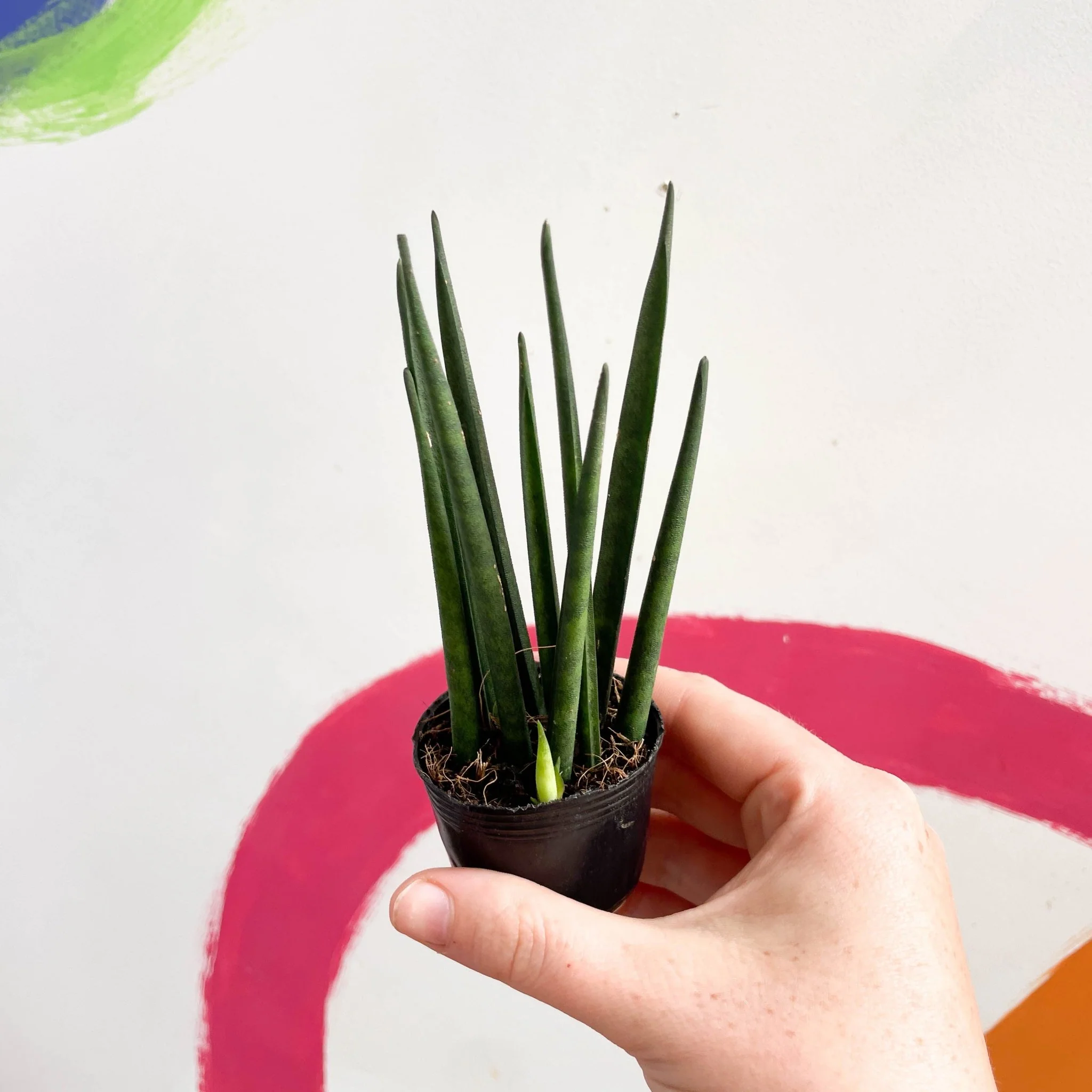 Rocket Snake Plant - Sansevieria cylindrica - Image 9