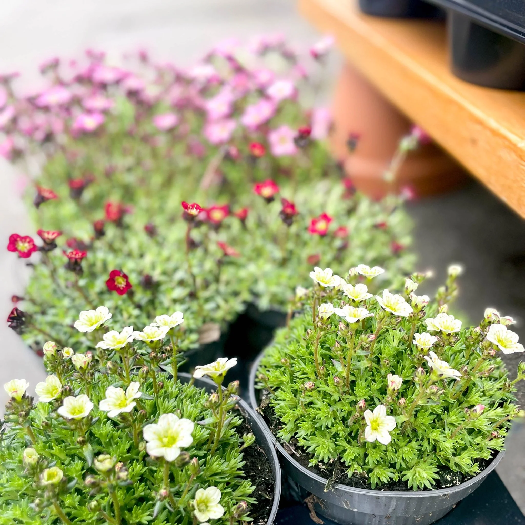 Rockfoils - Saxifraga x arendsii