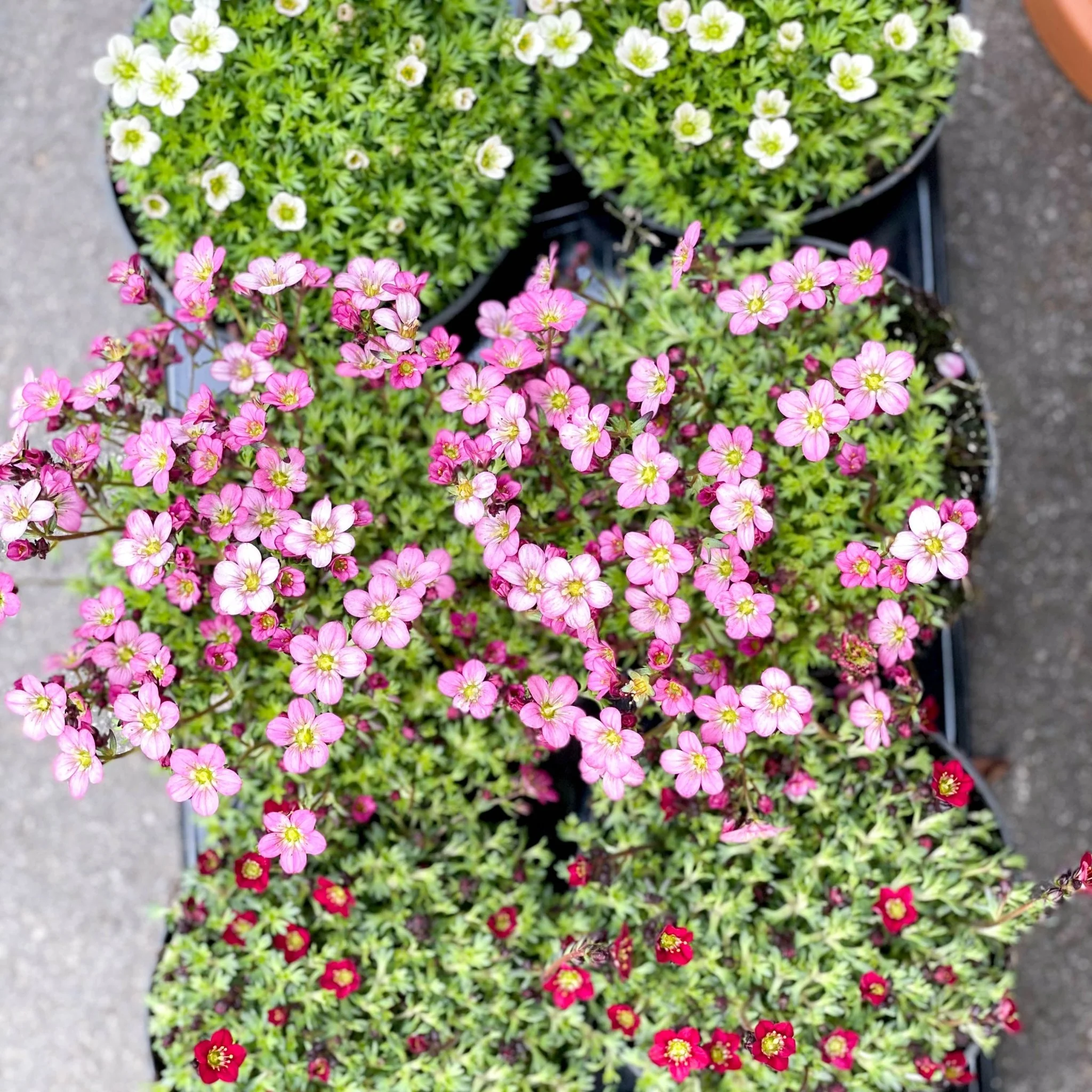 Rockfoils - Saxifraga x arendsii - Image 2