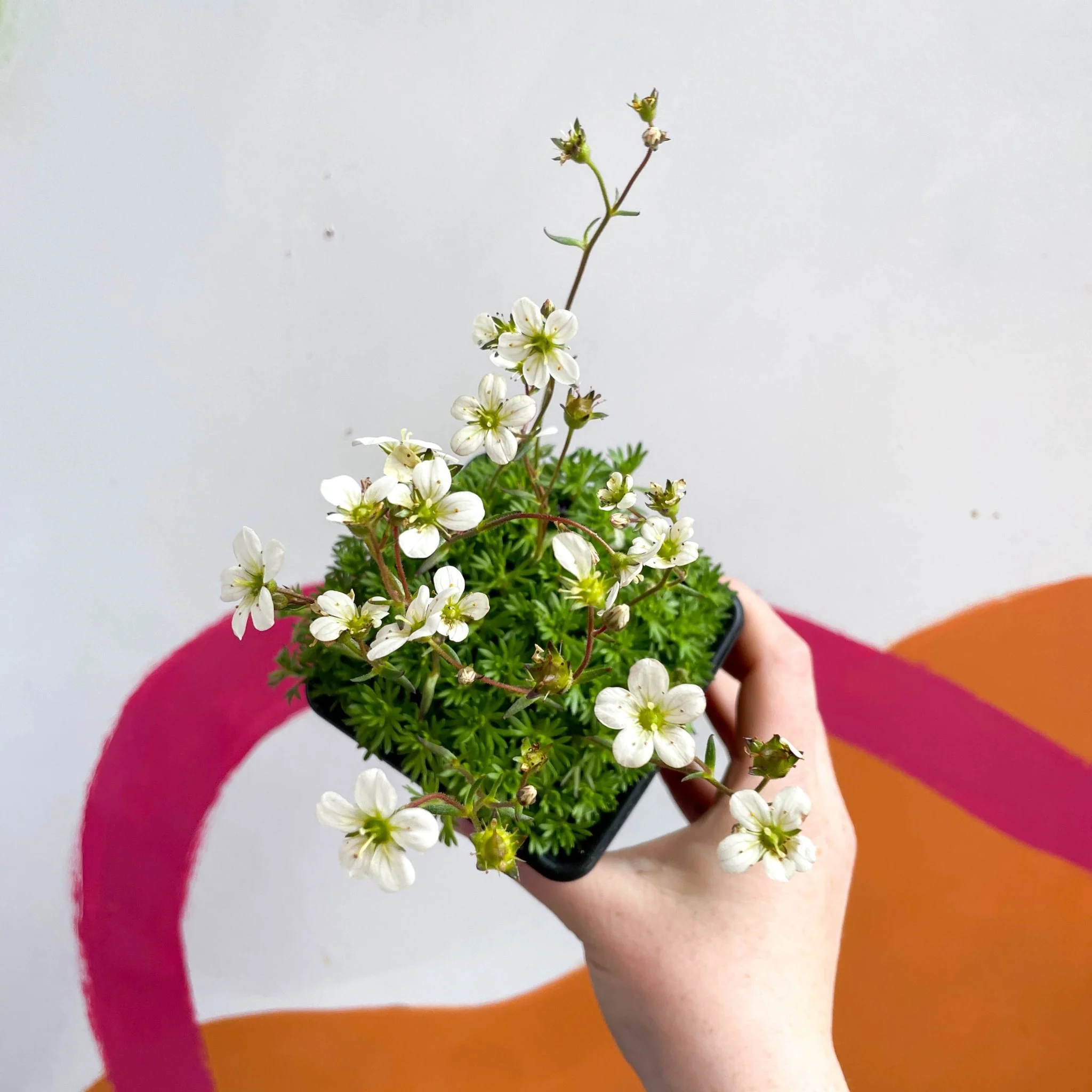 Rockfoils - Saxifraga x arendsii 'Alba' - British Grown Evergreen Perennial Alpine