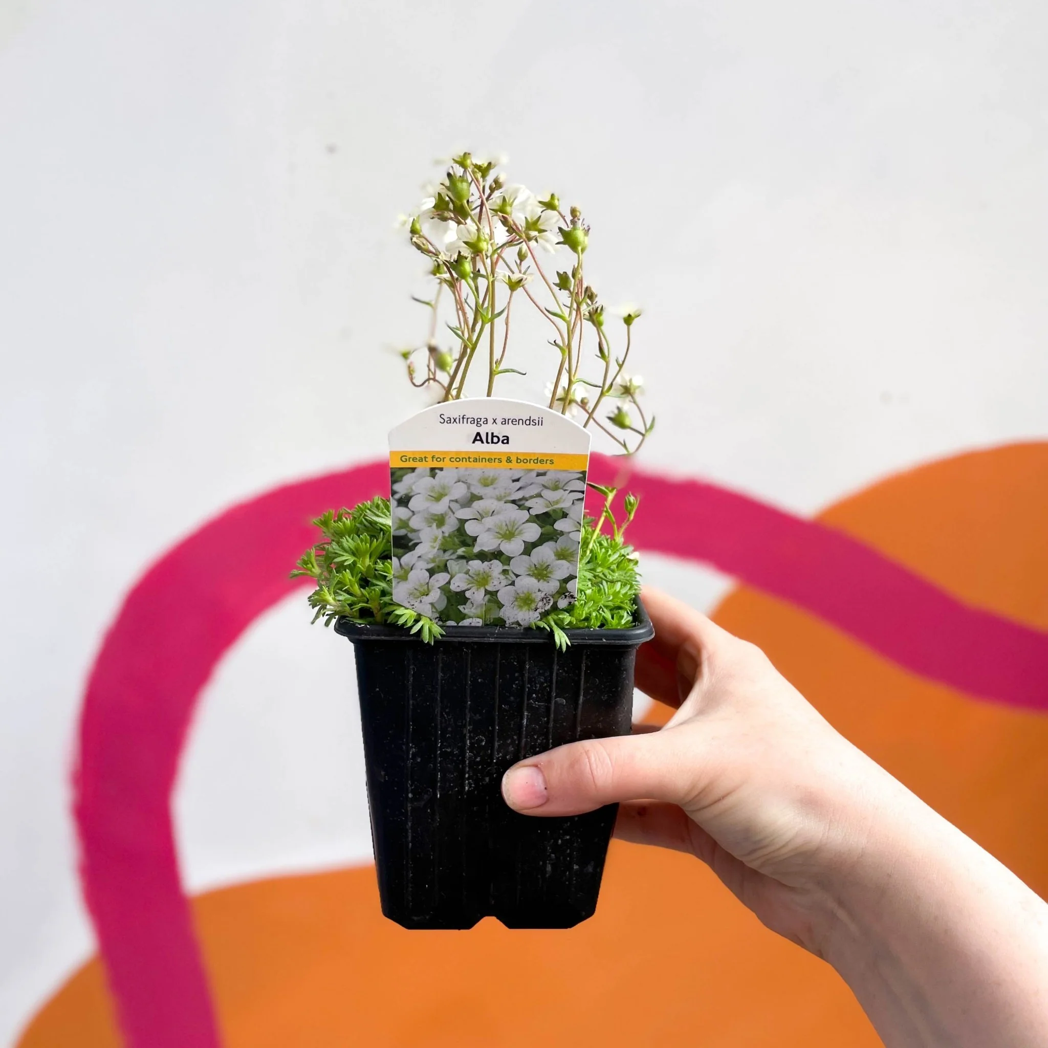 Rockfoils - Saxifraga x arendsii 'Alba' - British Grown Evergreen Perennial Alpine - Image 2