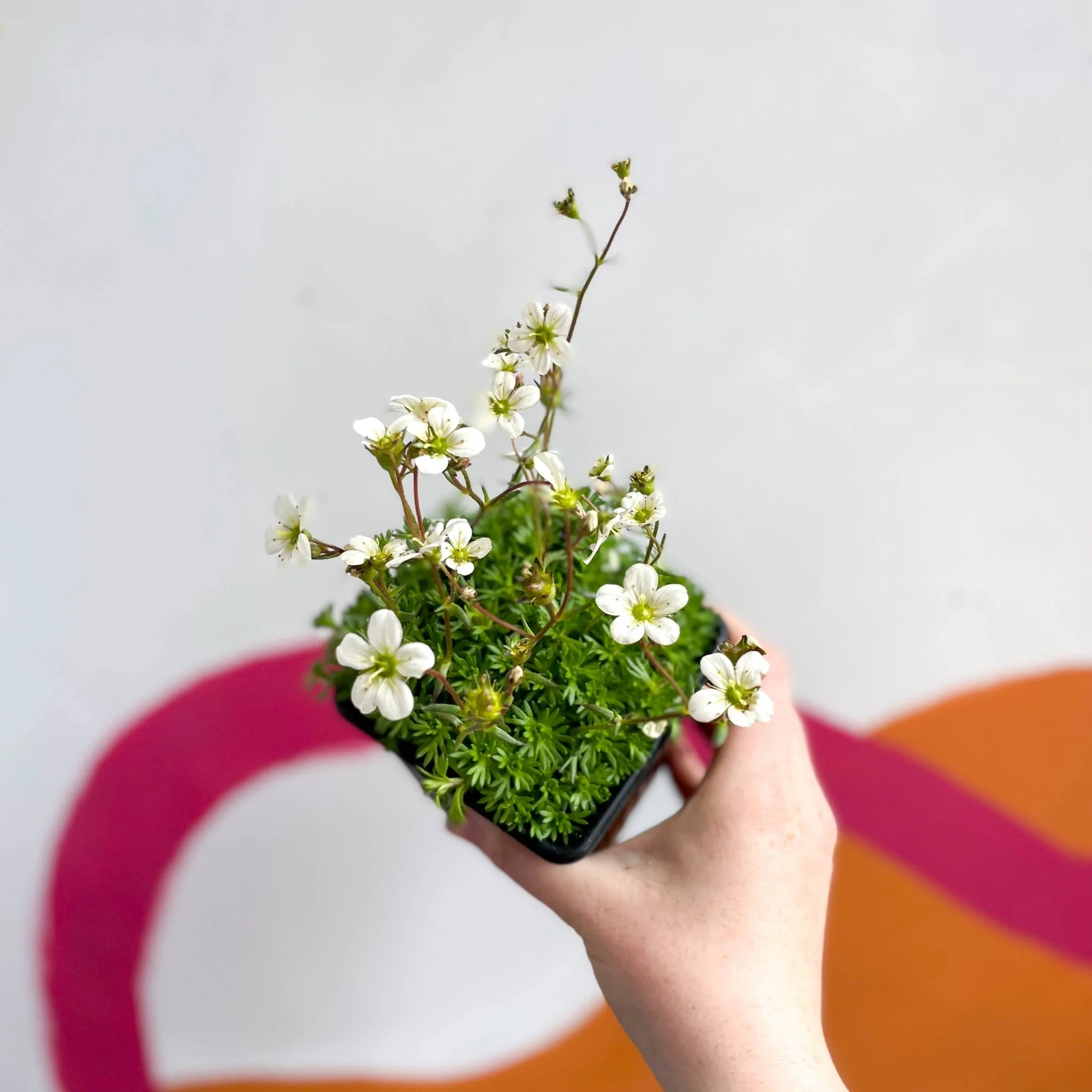 Rockfoils - Saxifraga x arendsii 'Alba' - British Grown Evergreen Perennial Alpine - Image 3