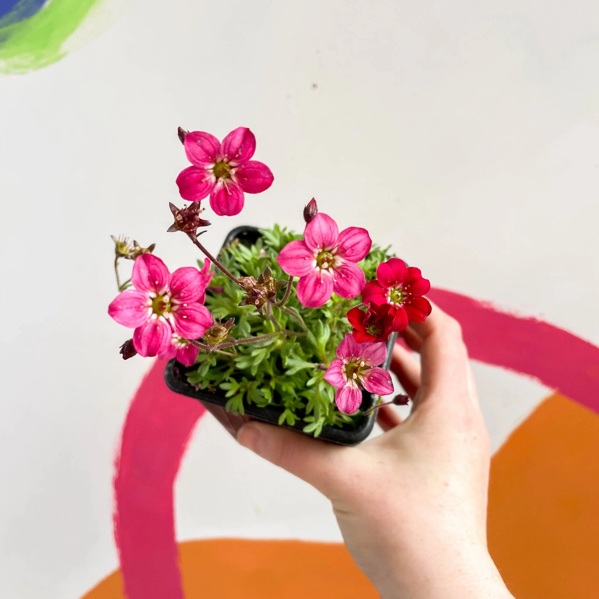 Rockfoils - Saxifraga x arendsii 'Alpino Red' - British Grown Evergreen Perennial Alpine - Image 2
