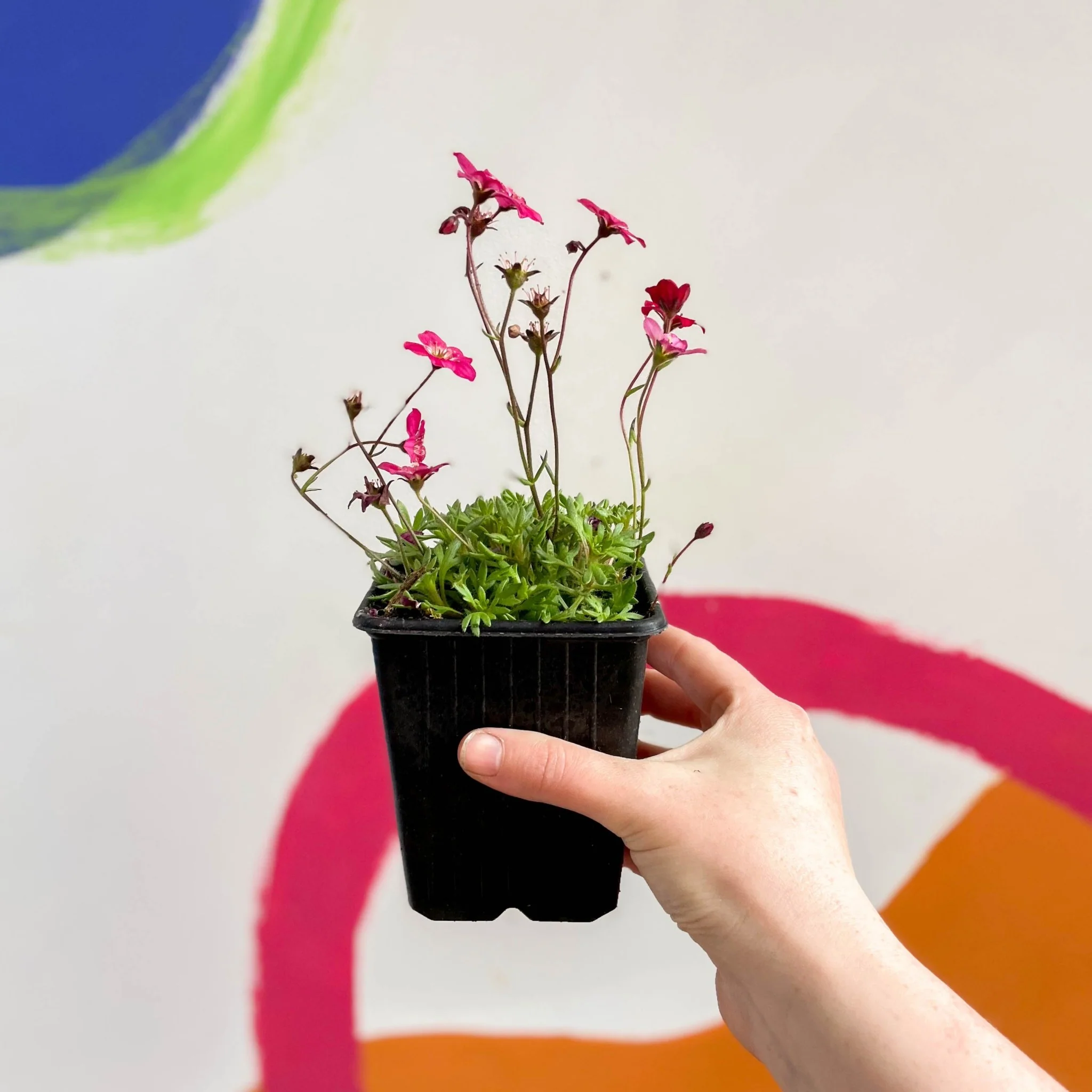 Rockfoils - Saxifraga x arendsii 'Alpino Red' - British Grown Evergreen Perennial Alpine - Image 3