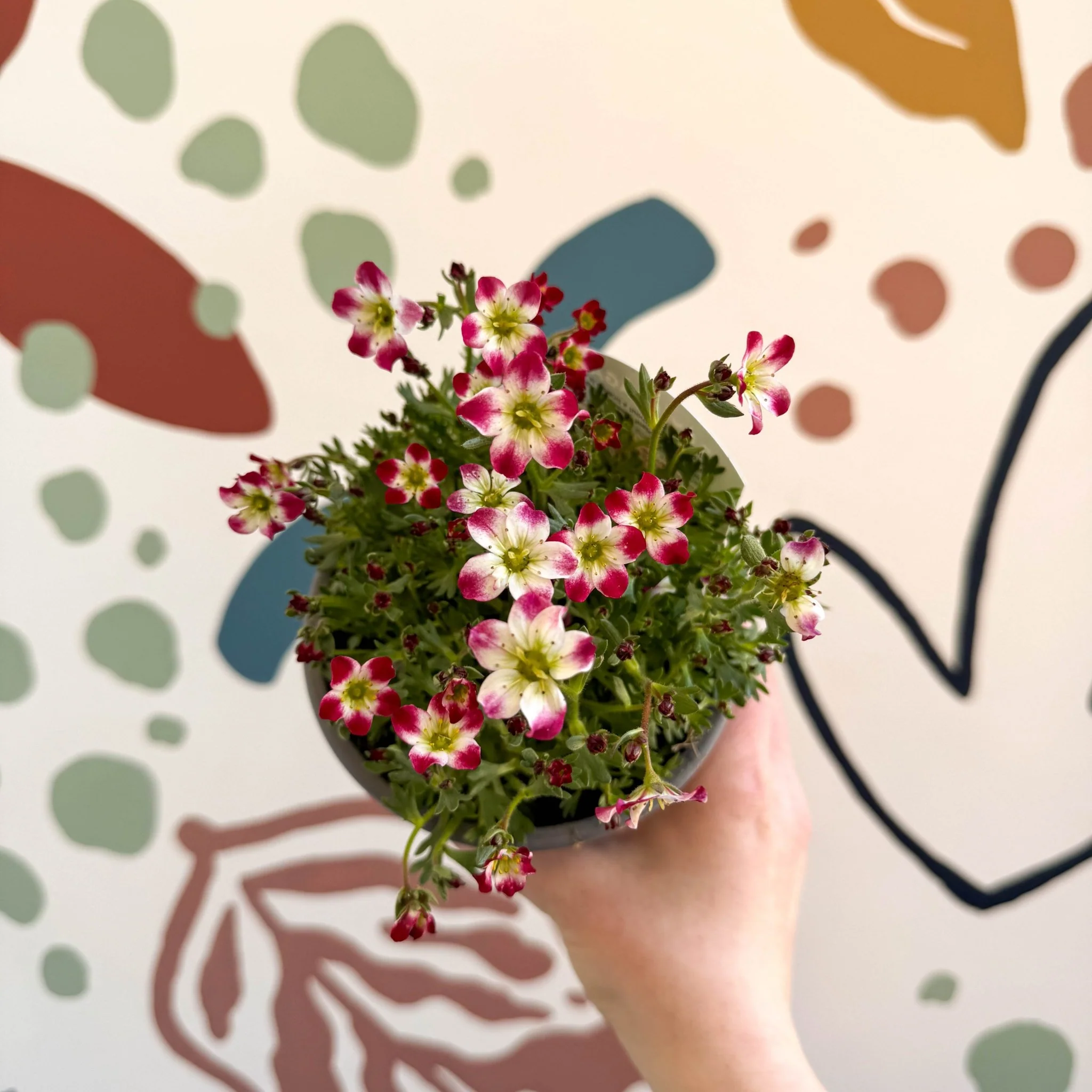 Rockfoils - Saxifraga x arendsii 'Marto Red Picottee' - UK Evergreen Perennial Alpine