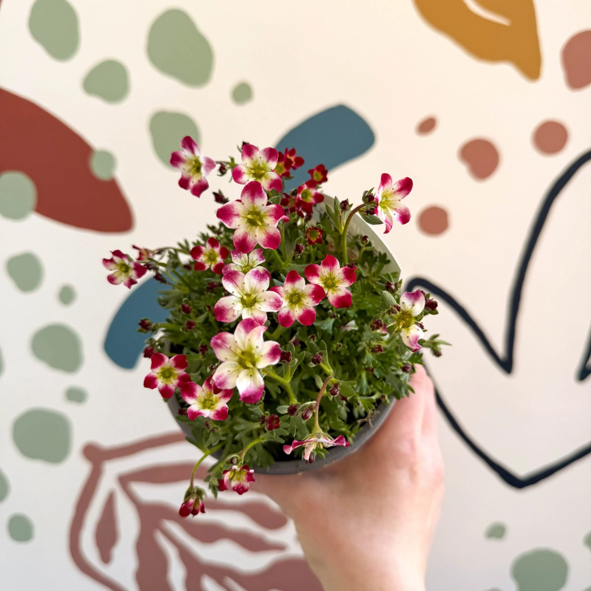 Rockfoils - Saxifraga x arendsii 'Marto Red Picottee' - UK Evergreen Perennial Alpine - Image 2