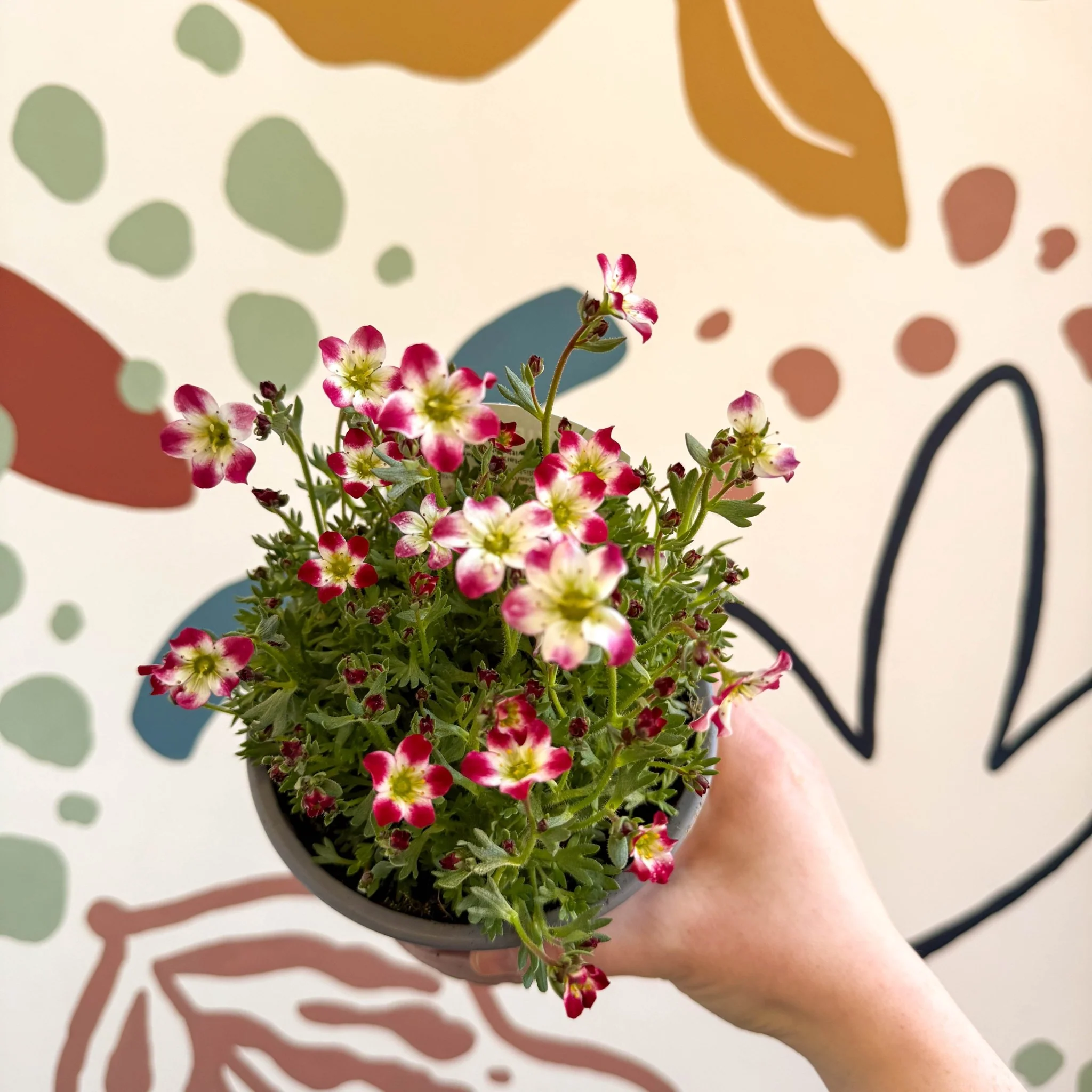 Rockfoils - Saxifraga x arendsii 'Marto Red Picottee' - UK Evergreen Perennial Alpine - Image 3
