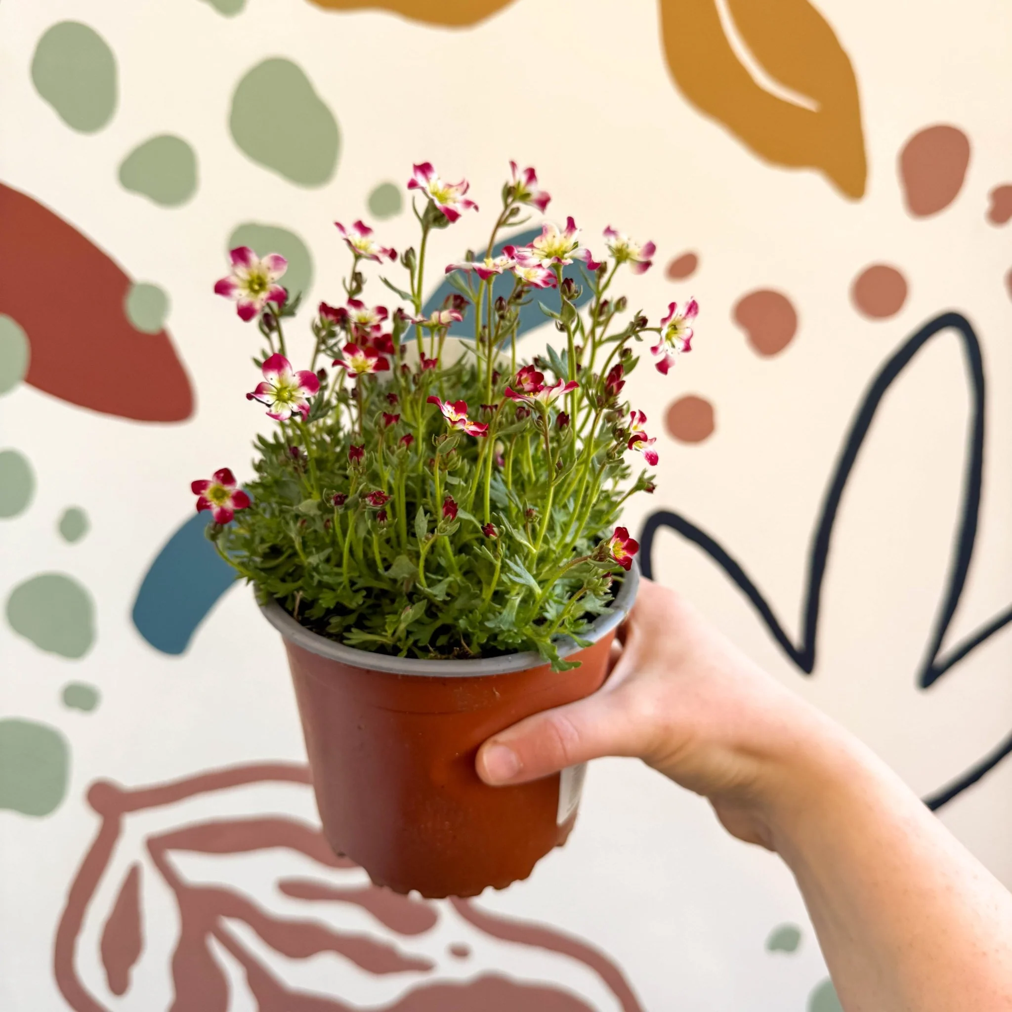 Rockfoils - Saxifraga x arendsii 'Marto Red Picottee' - UK Evergreen Perennial Alpine - Image 4