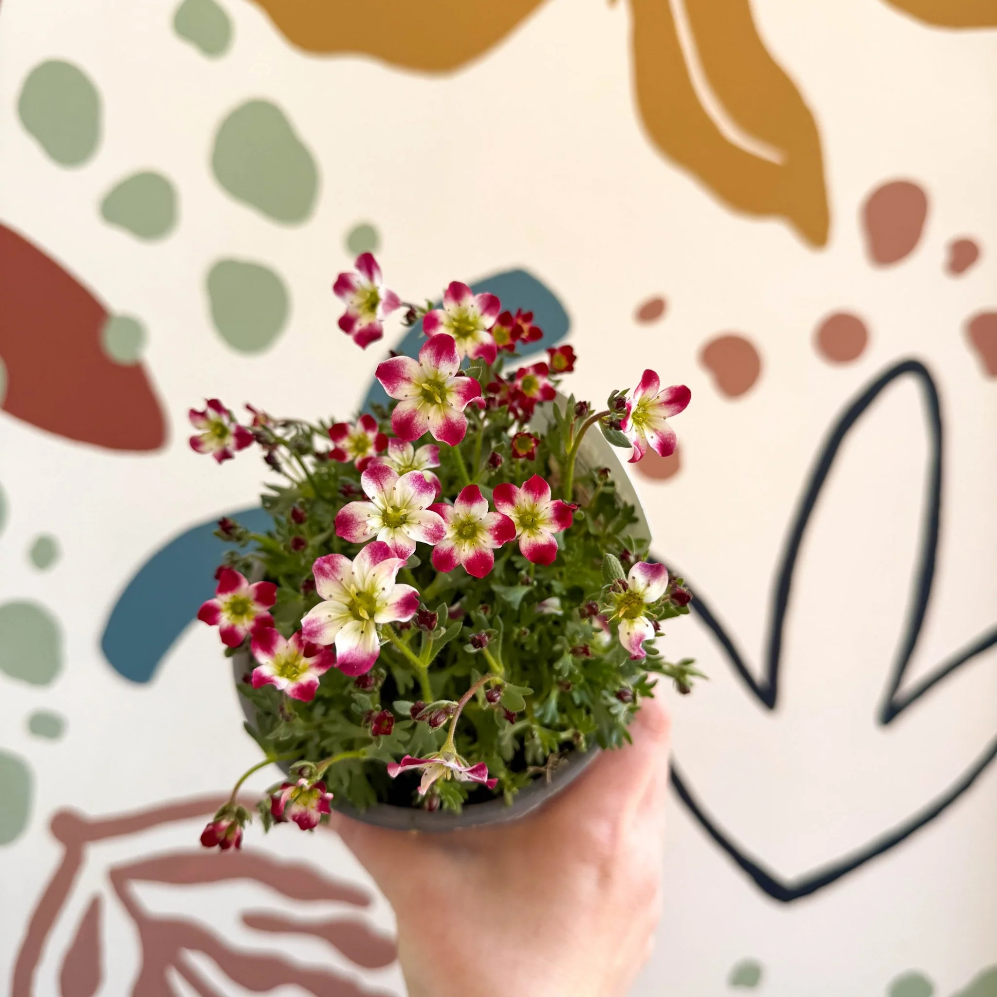 Rockfoils - Saxifraga x arendsii 'Marto Red Picottee' - UK Evergreen Perennial Alpine - Image 5