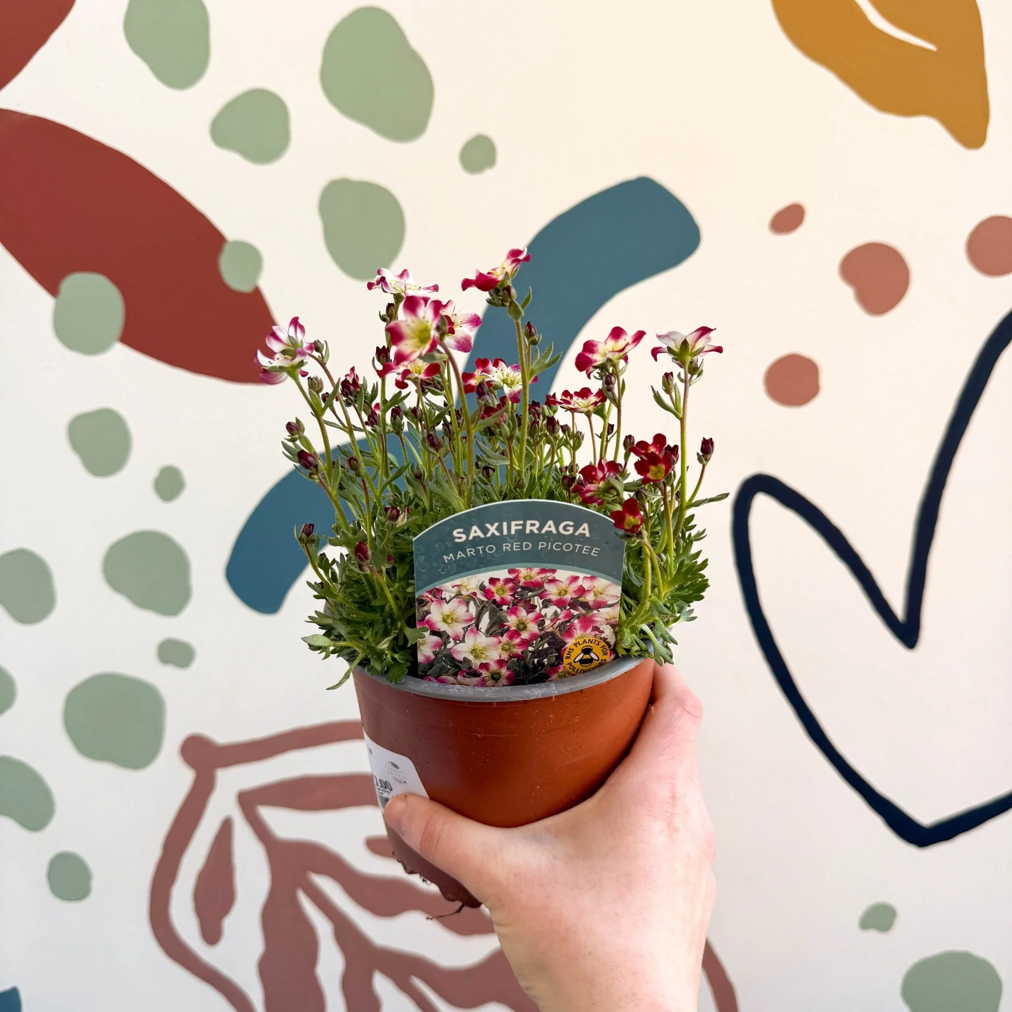Rockfoils - Saxifraga x arendsii 'Marto Red Picottee' - UK Evergreen Perennial Alpine - Image 6