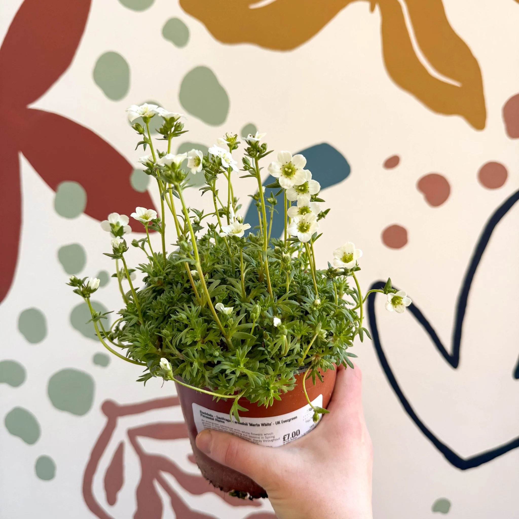 Rockfoils - Saxifraga x arendsii 'Marto White' - UK Evergreen Perennial Alpine