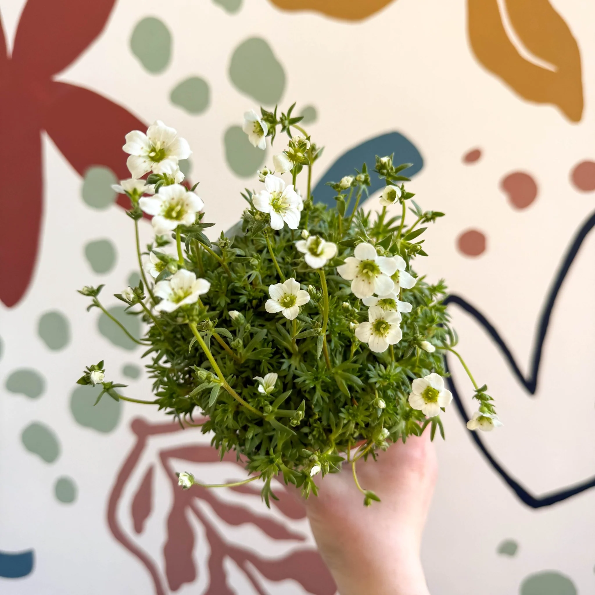 Rockfoils - Saxifraga x arendsii 'Marto White' - UK Evergreen Perennial Alpine - Image 2