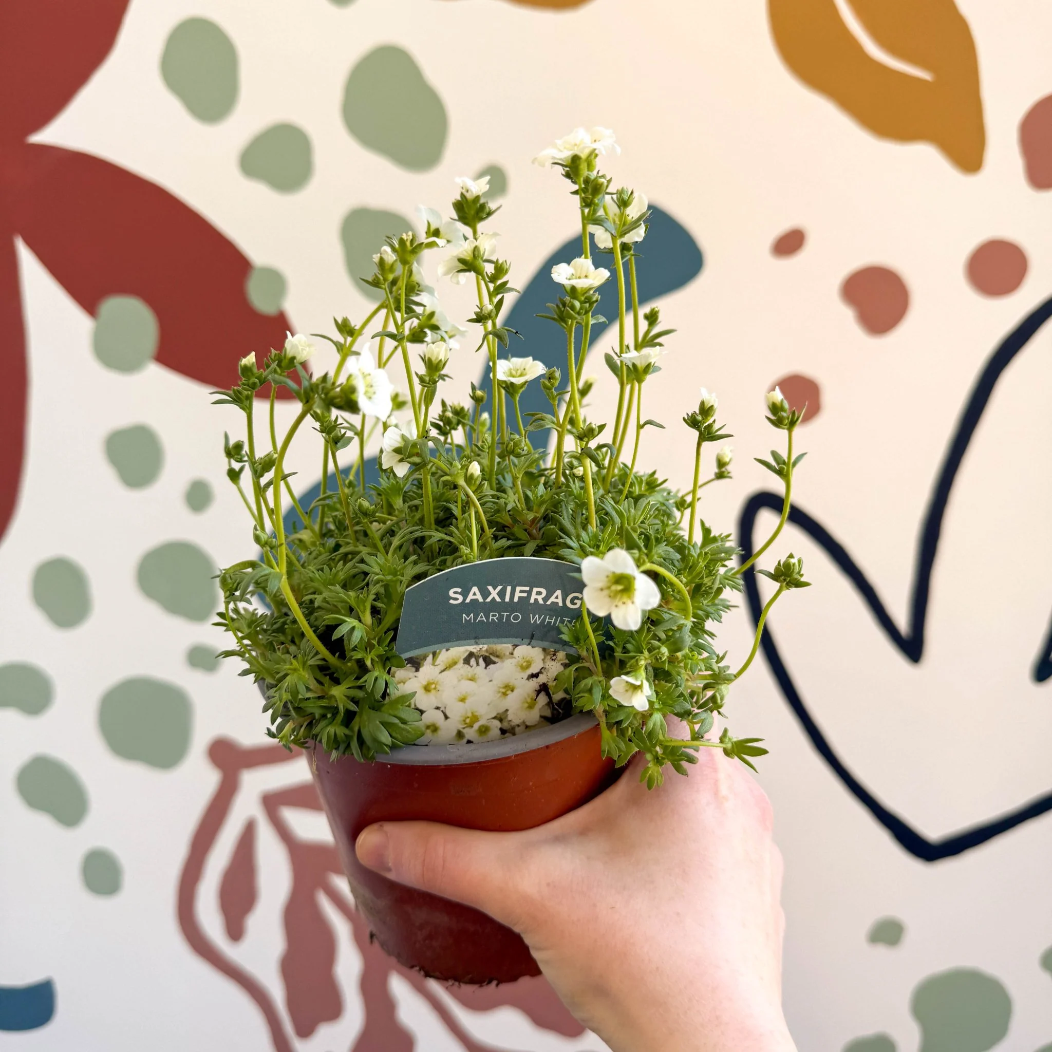 Rockfoils - Saxifraga x arendsii 'Marto White' - UK Evergreen Perennial Alpine - Image 3