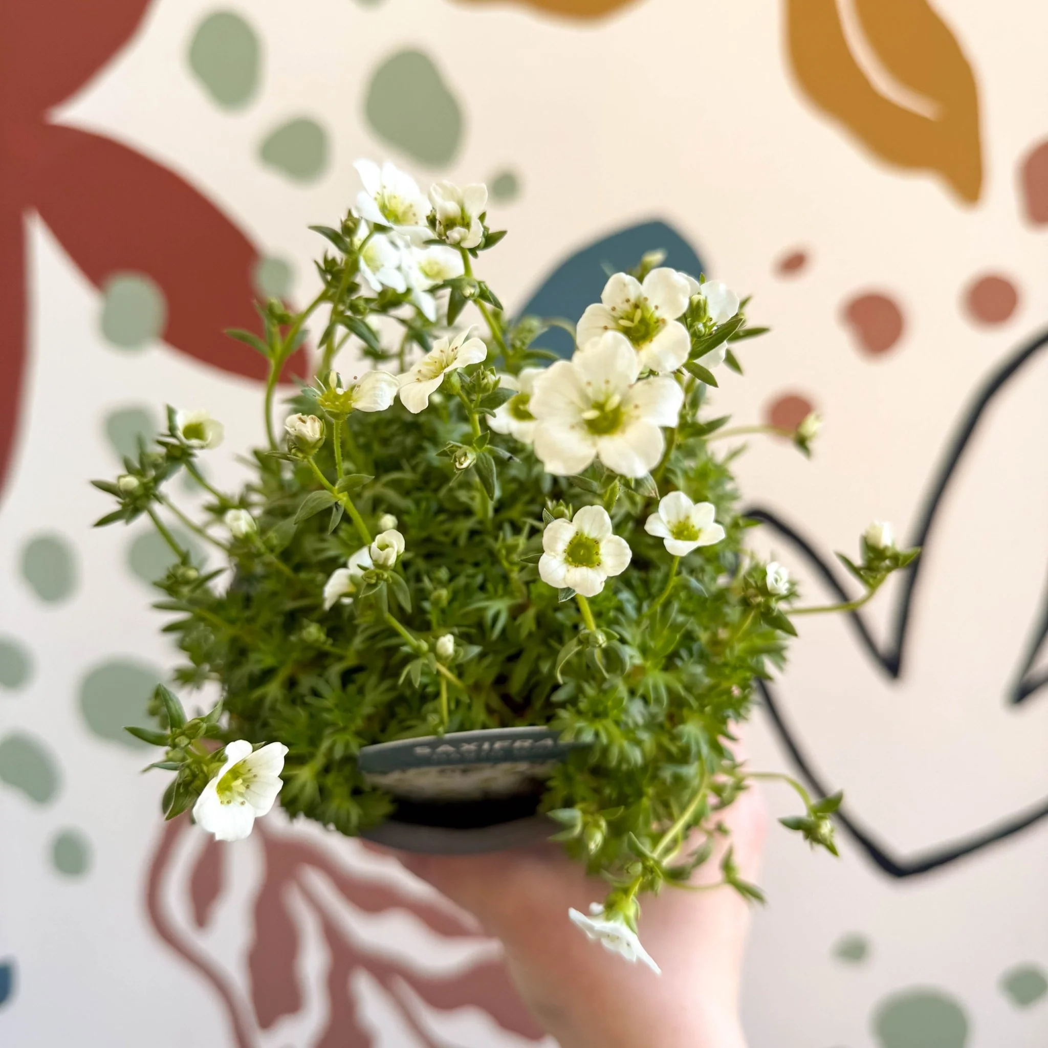 Rockfoils - Saxifraga x arendsii 'Marto White' - UK Evergreen Perennial Alpine - Image 4