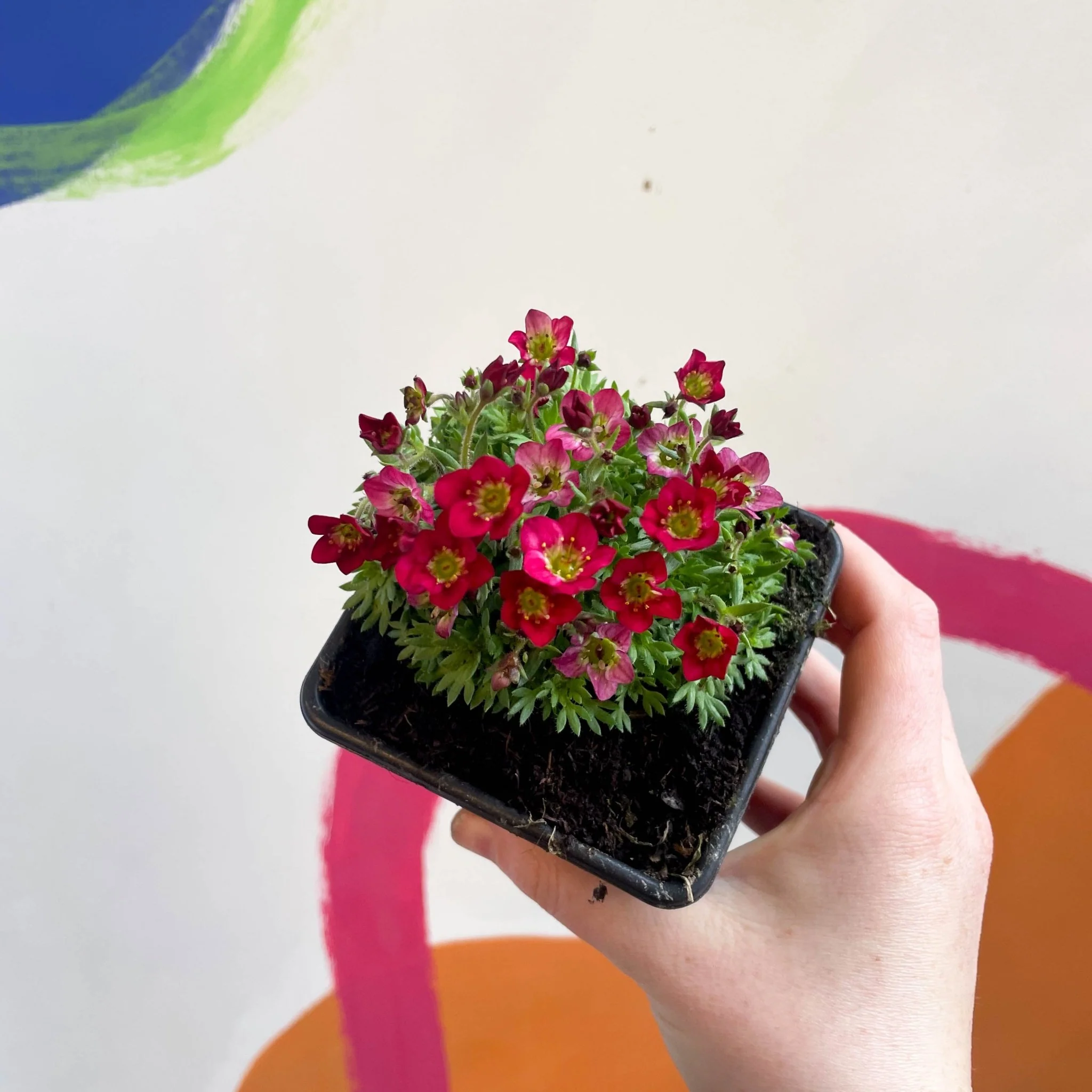 Rockfoils - Saxifraga x arendsii 'Touran Deep Red' - British Grown Evergreen Perennial Alpine - Image 2