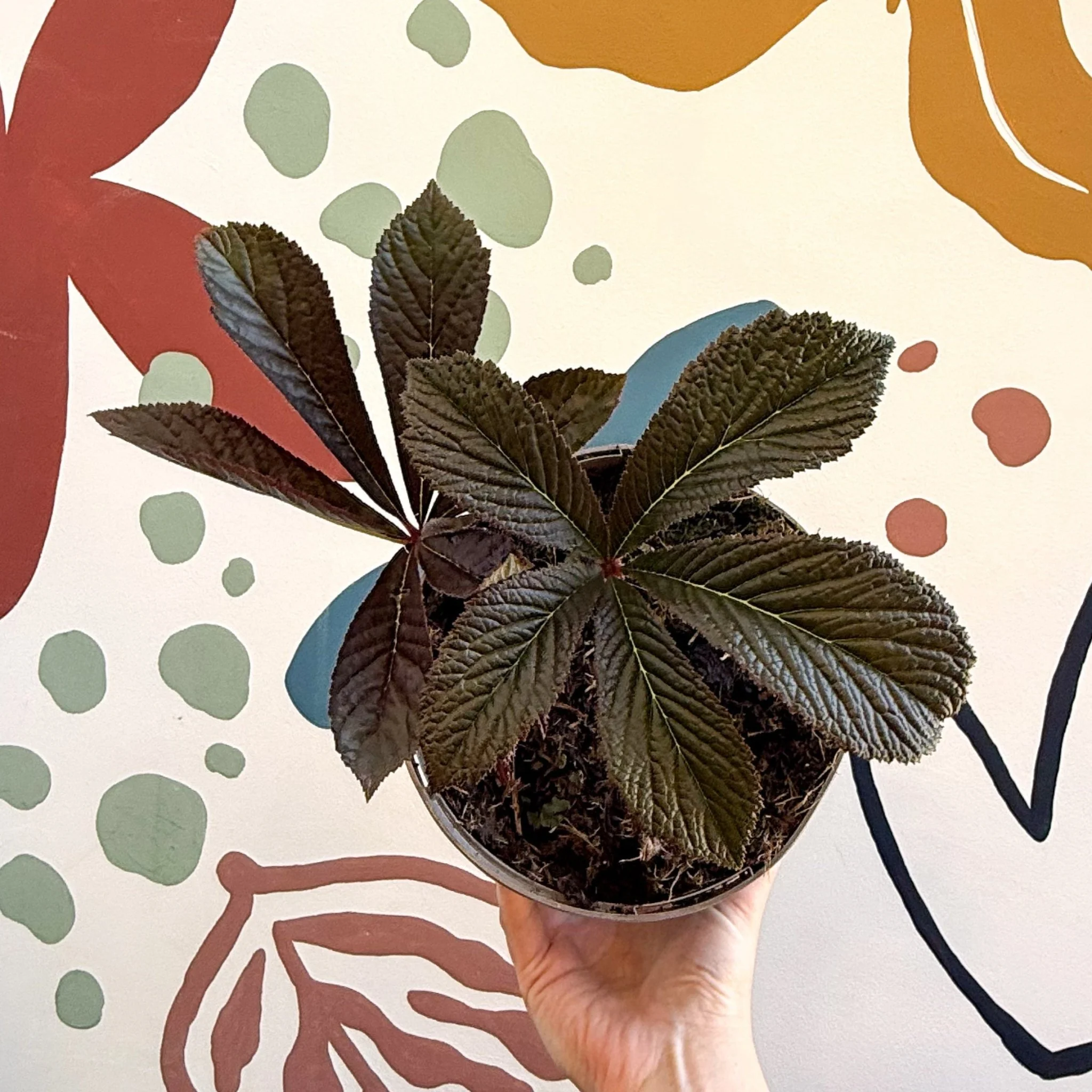 Rodgersia 'Bronze Peacock' - Cotswold Grown Herbaceous Perennial