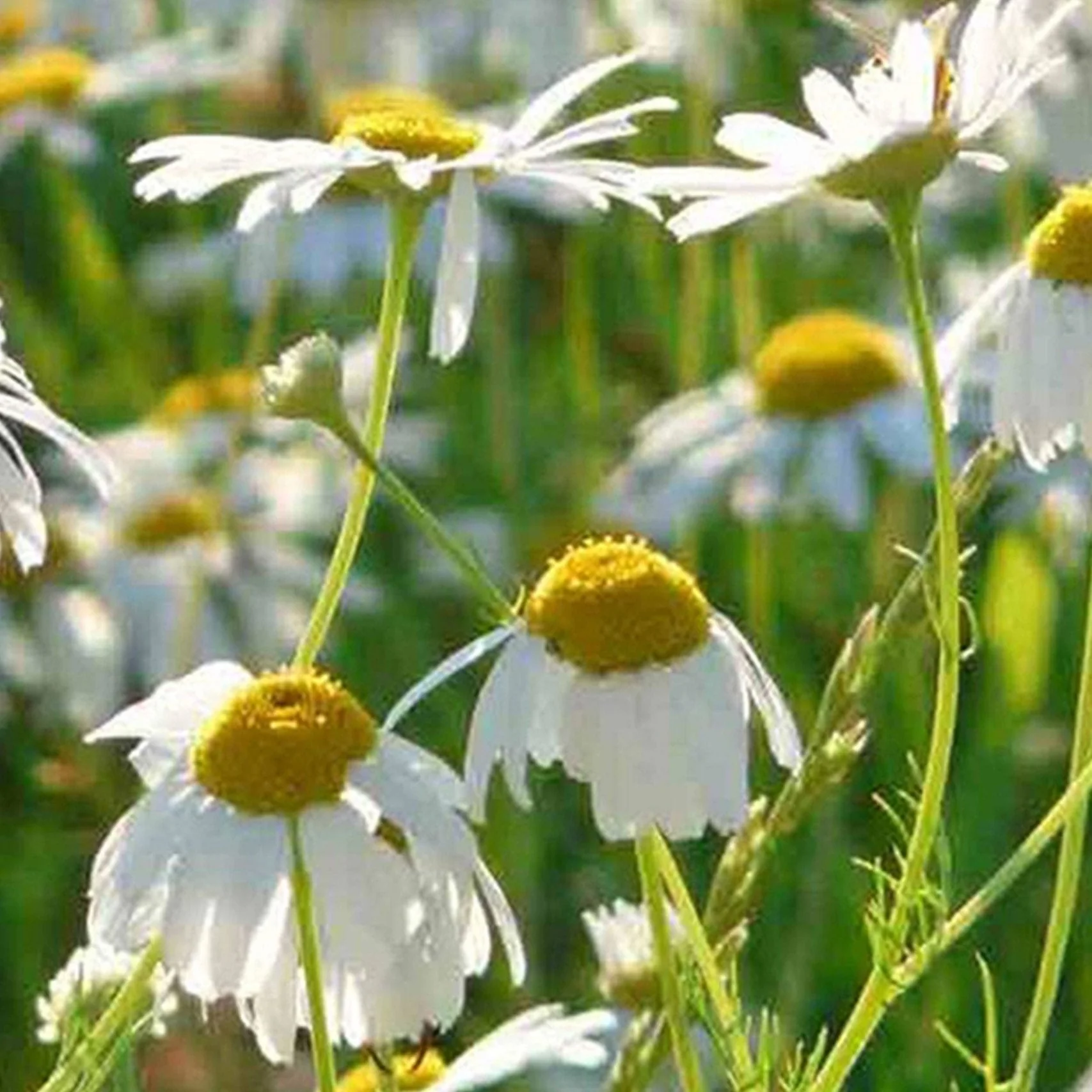 Roman Chamomile (Chamaemelum nobile) Seeds