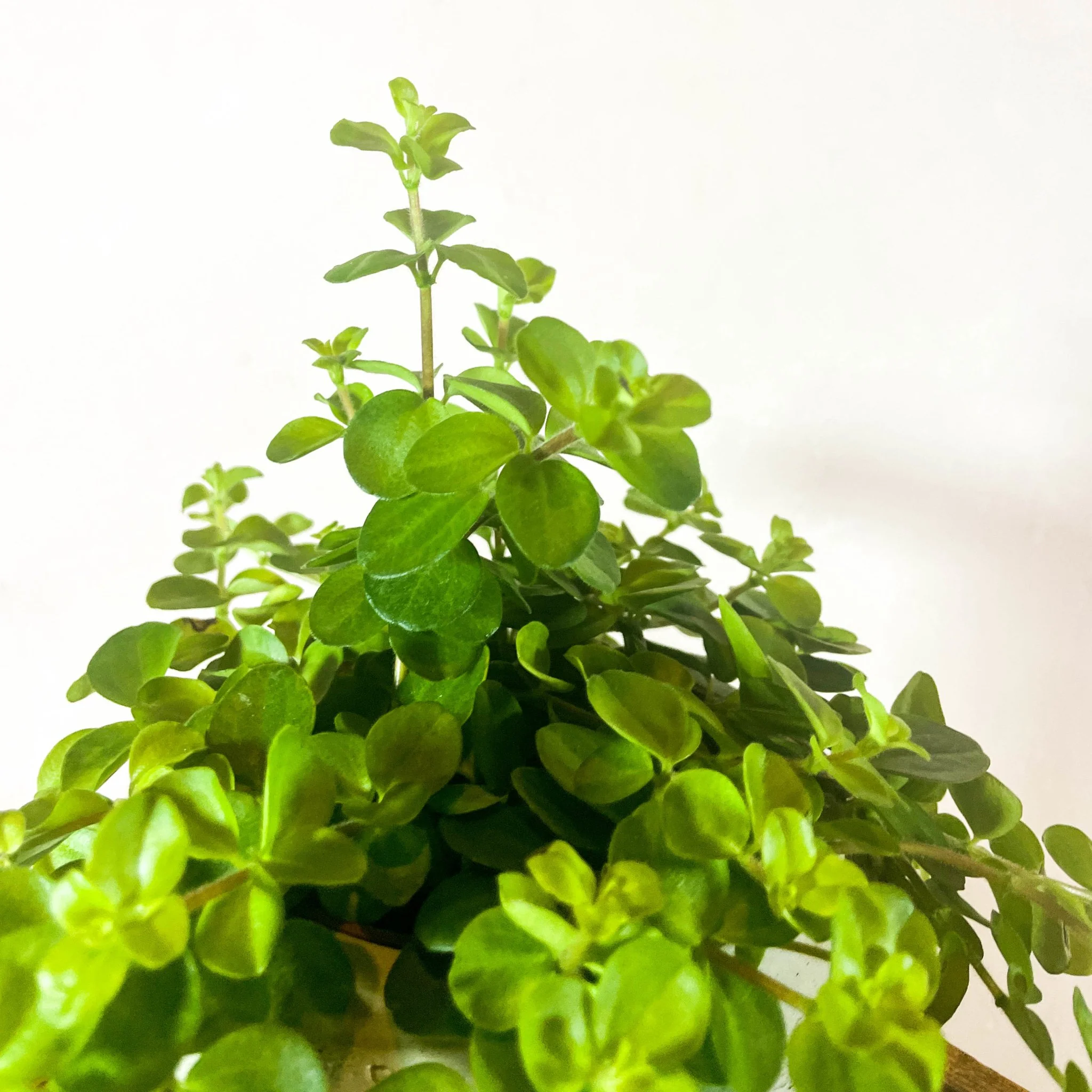 Peperomia rotundifolia 'Rondo Venetiano' - Trailing Jade - Image 2