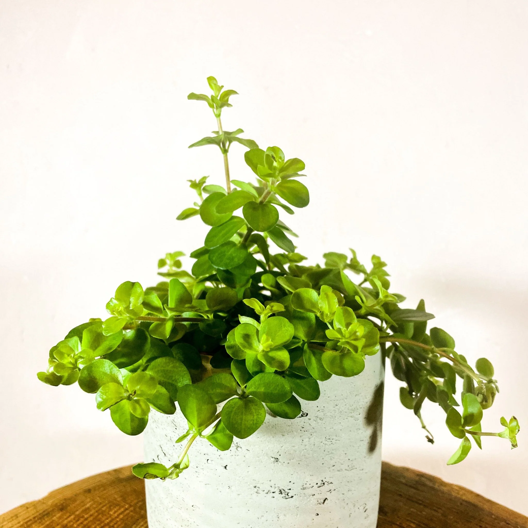 Peperomia rotundifolia 'Rondo Venetiano' - Trailing Jade - Image 3