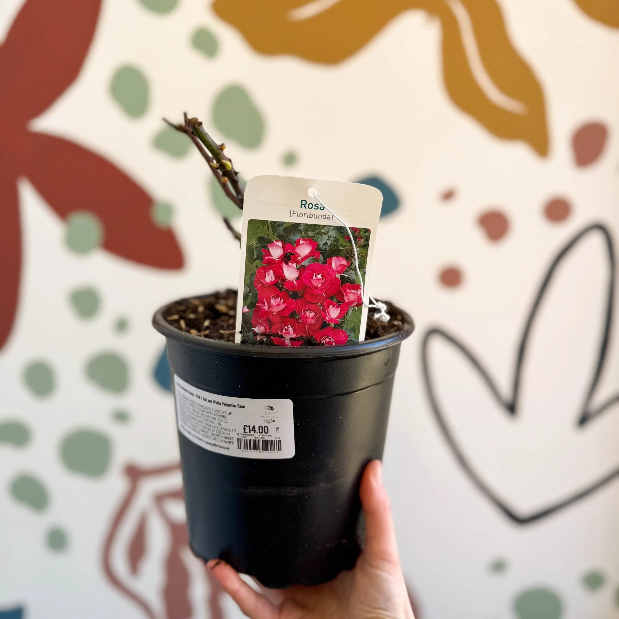 Rosa (Floribunda Group) - Pink / Red and White Polyantha Rose