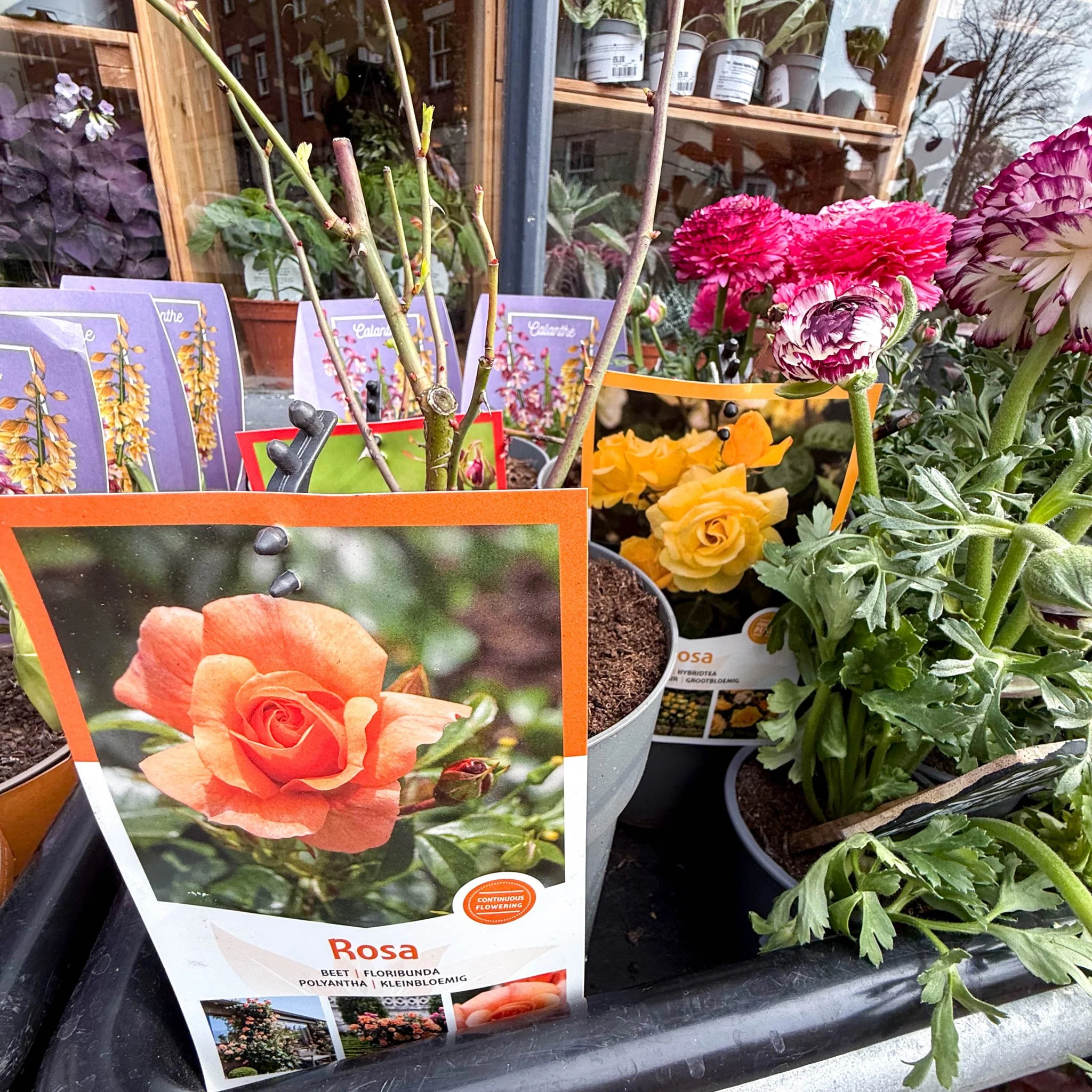 Rosa (Floribunda Group) - Polyantha Rose - Mixed Colours