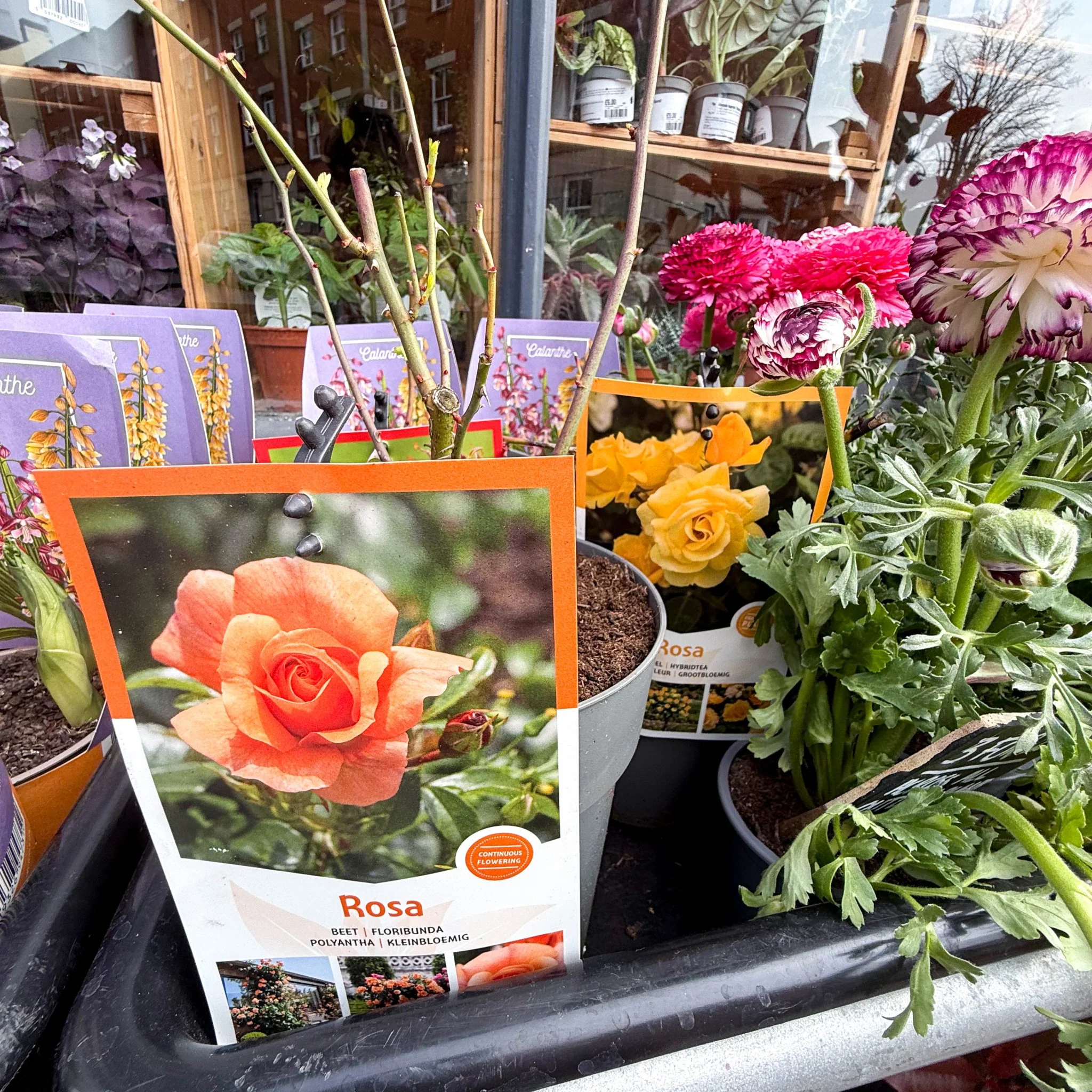 Rosa (Floribunda Group) - Polyantha Rose - Mixed Colours - Image 2