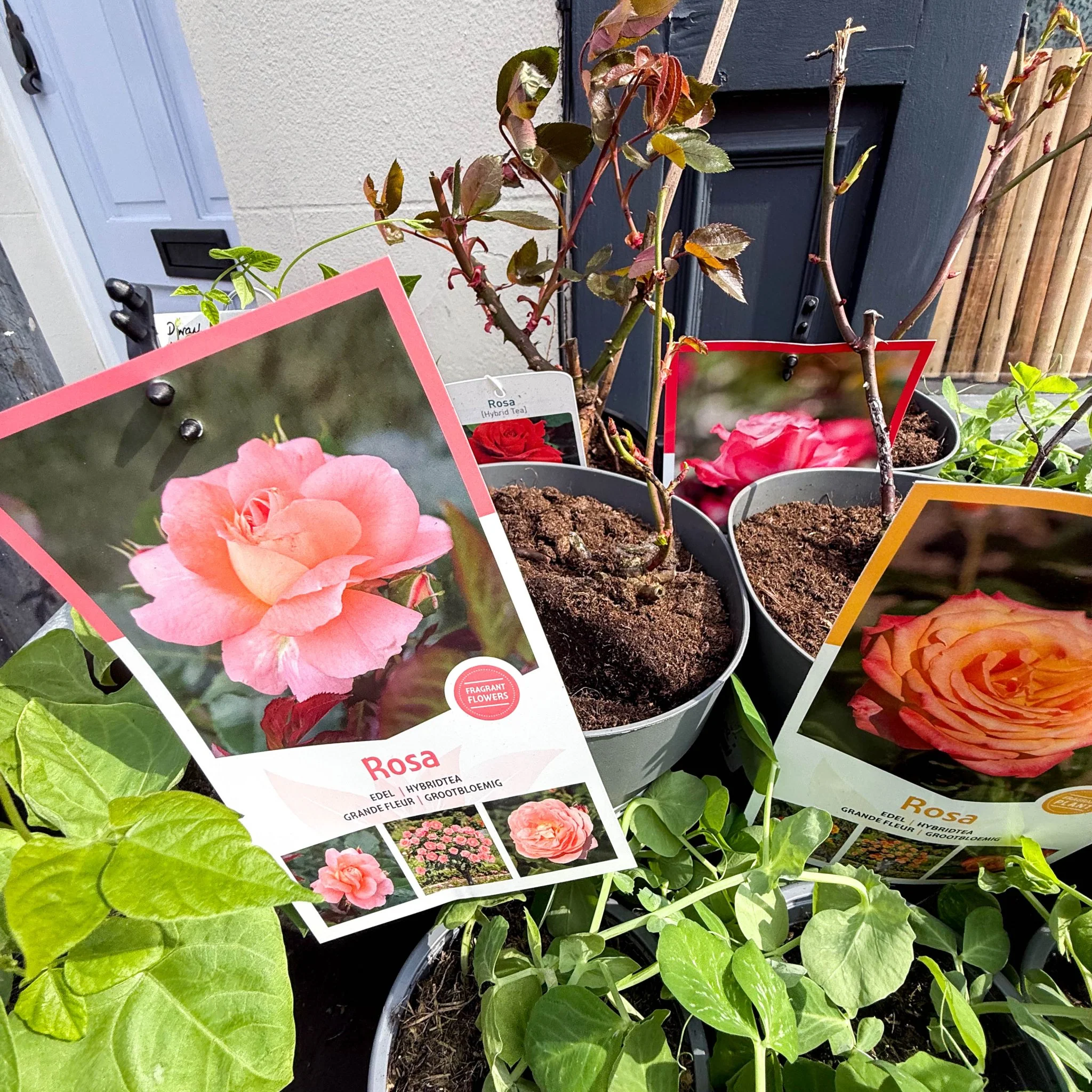 Rosa - Hybrid Tea Rose - Mixed Colours