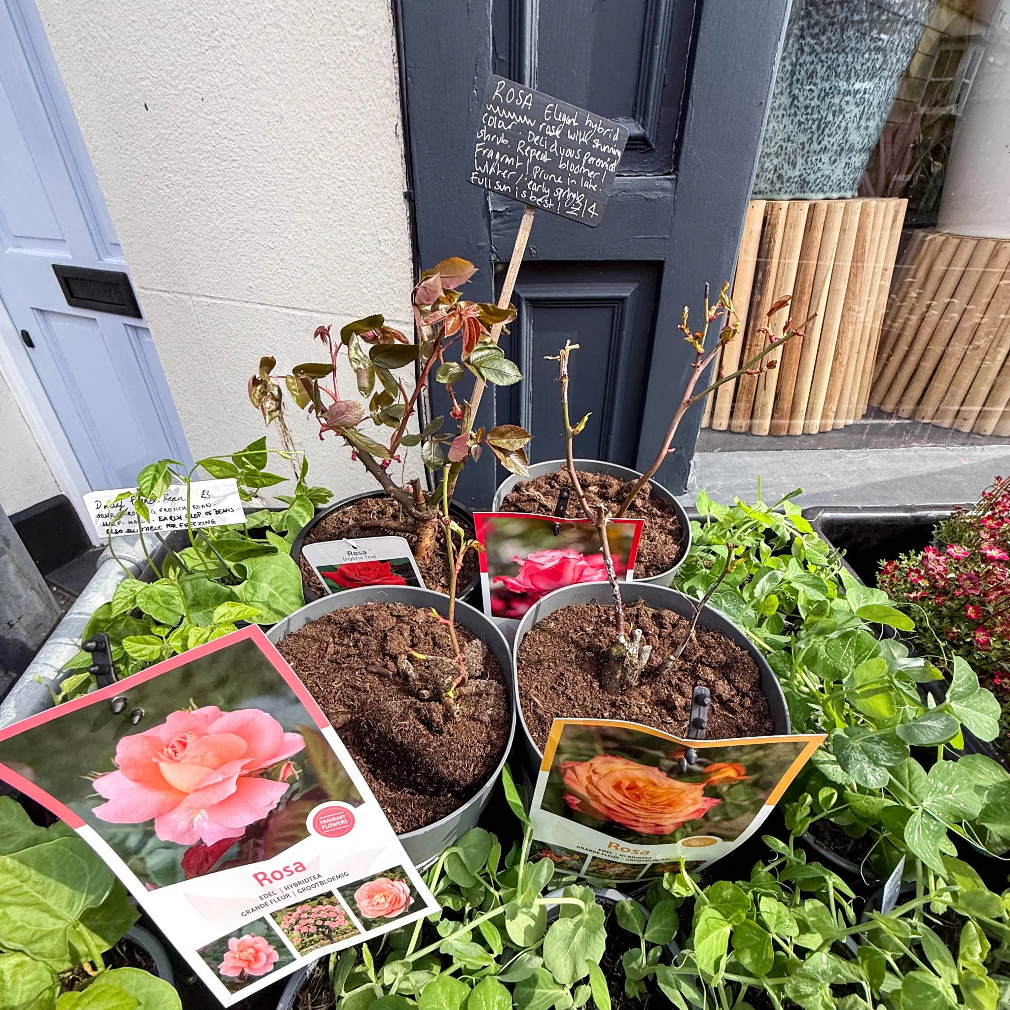 Rosa - Hybrid Tea Rose - Mixed Colours - Image 2