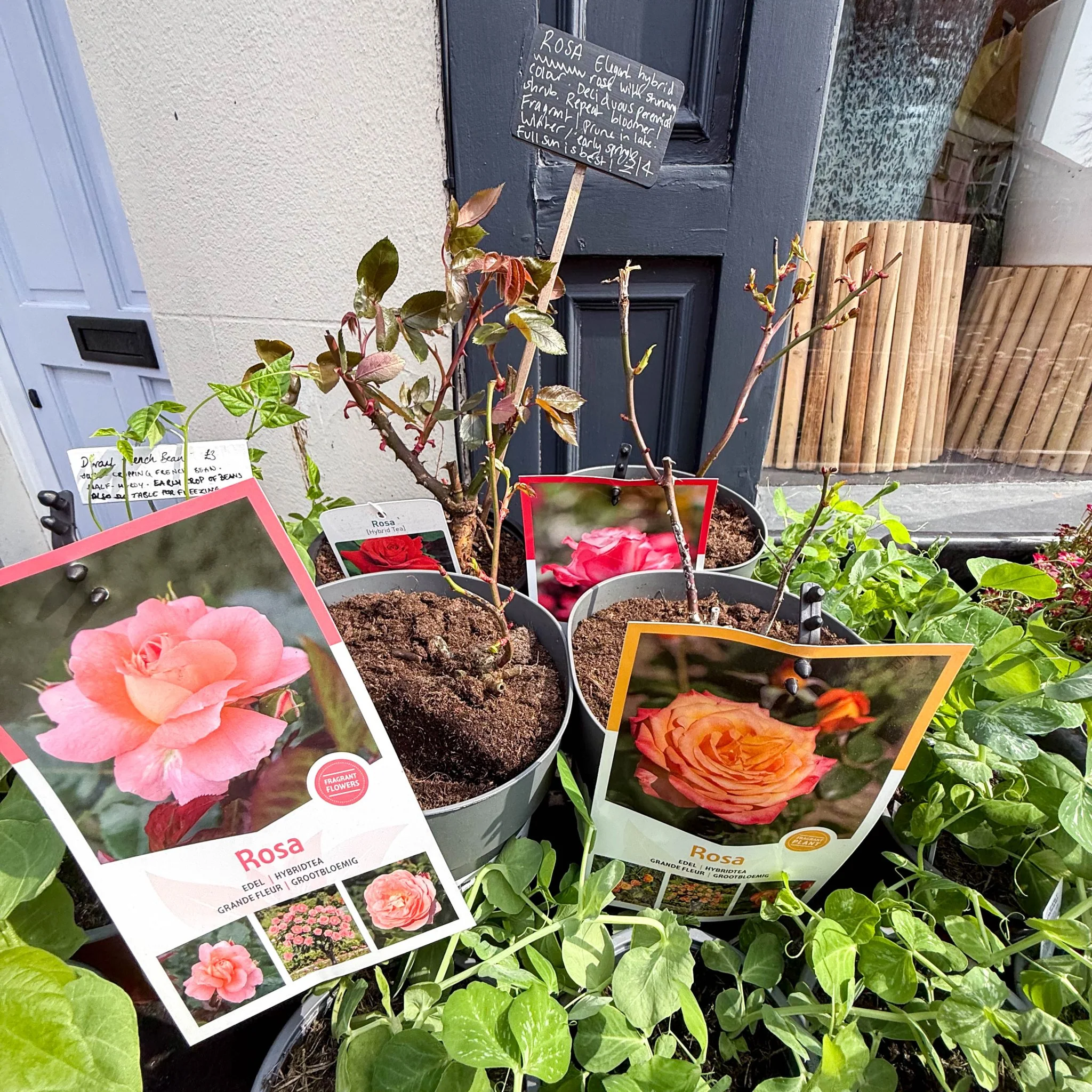 Rosa - Hybrid Tea Rose - Mixed Colours - Image 3