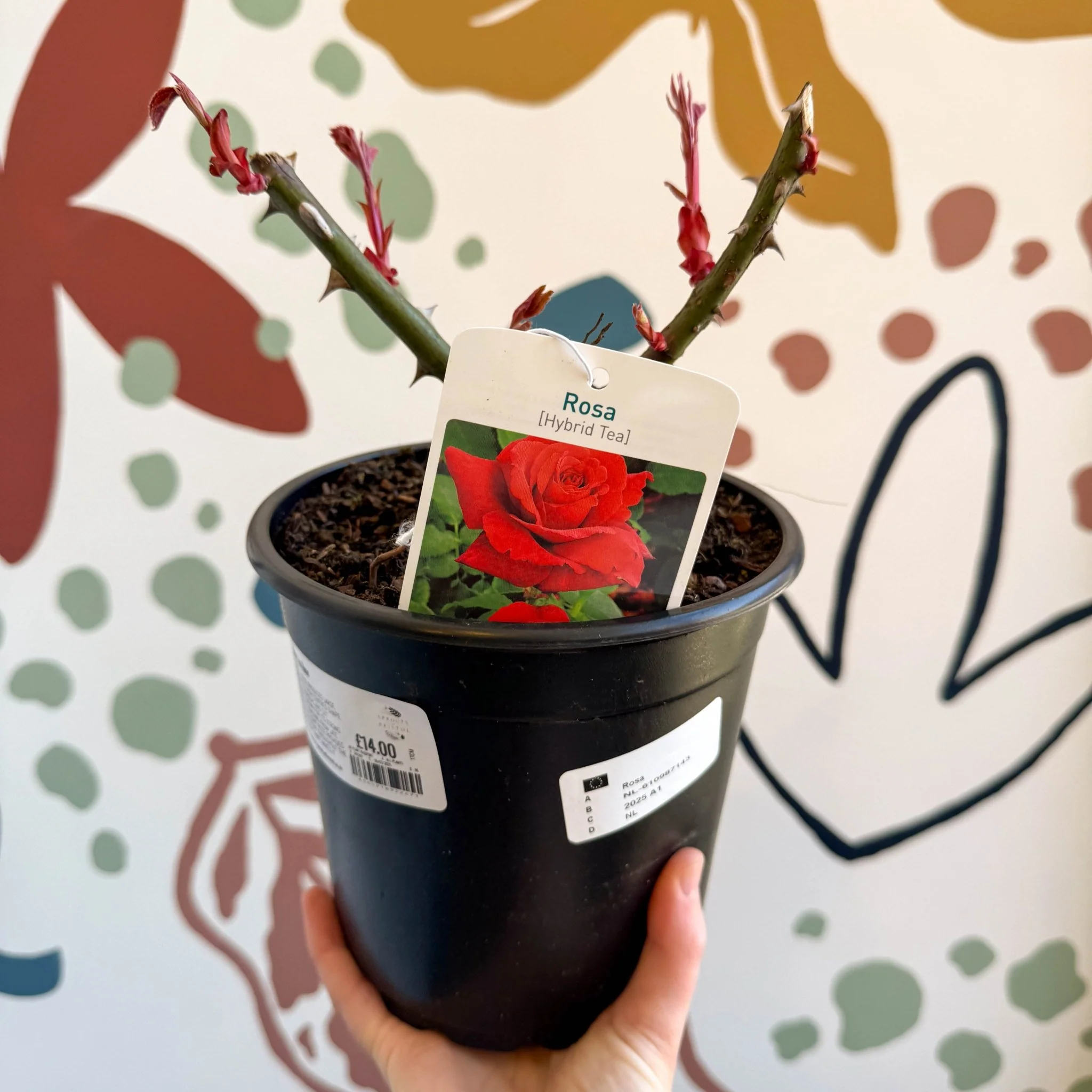 Rosa - Red Hybrid Tea Rose - Image 2