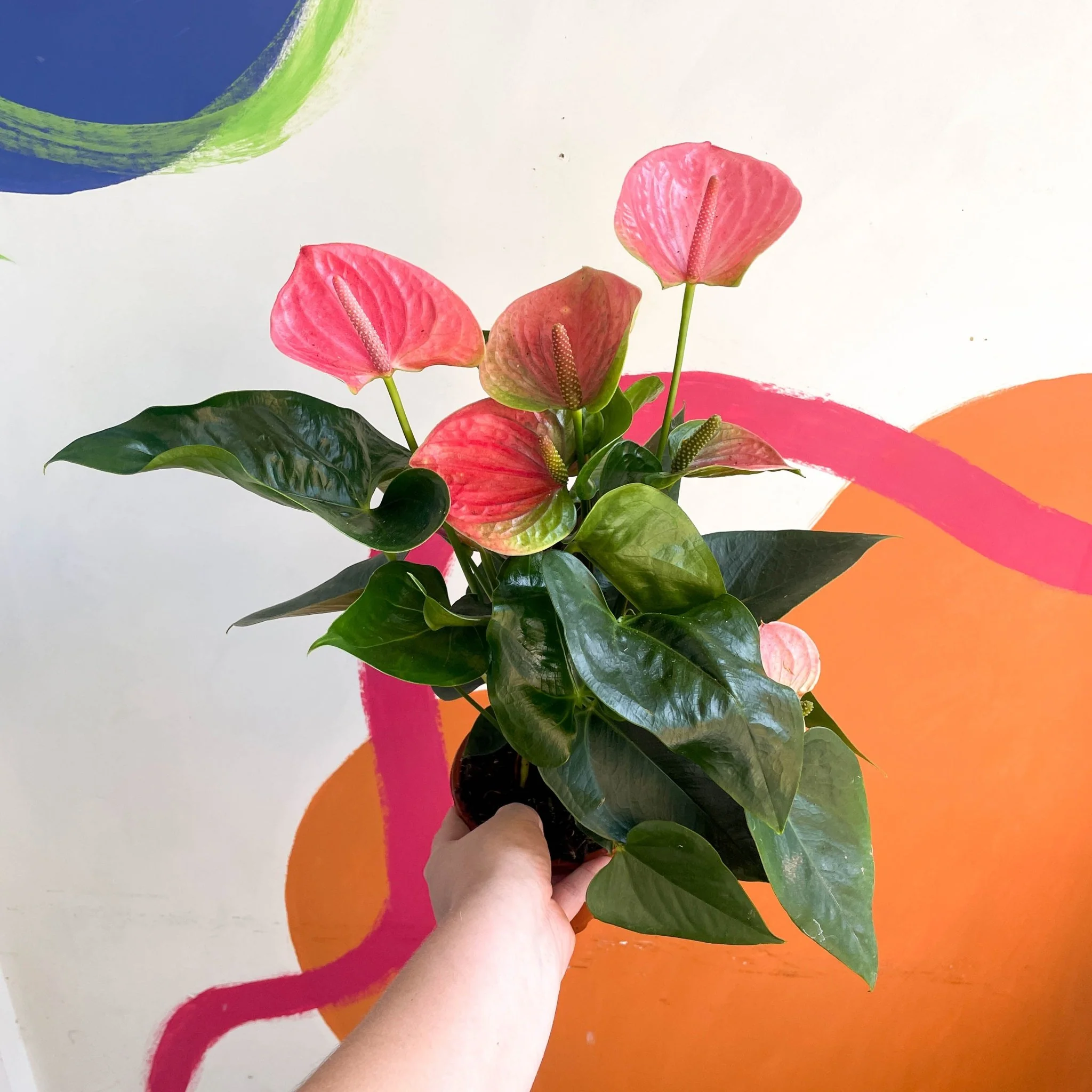 Anthurium andraeanum 'Rose' - Rose Flamingo Flower