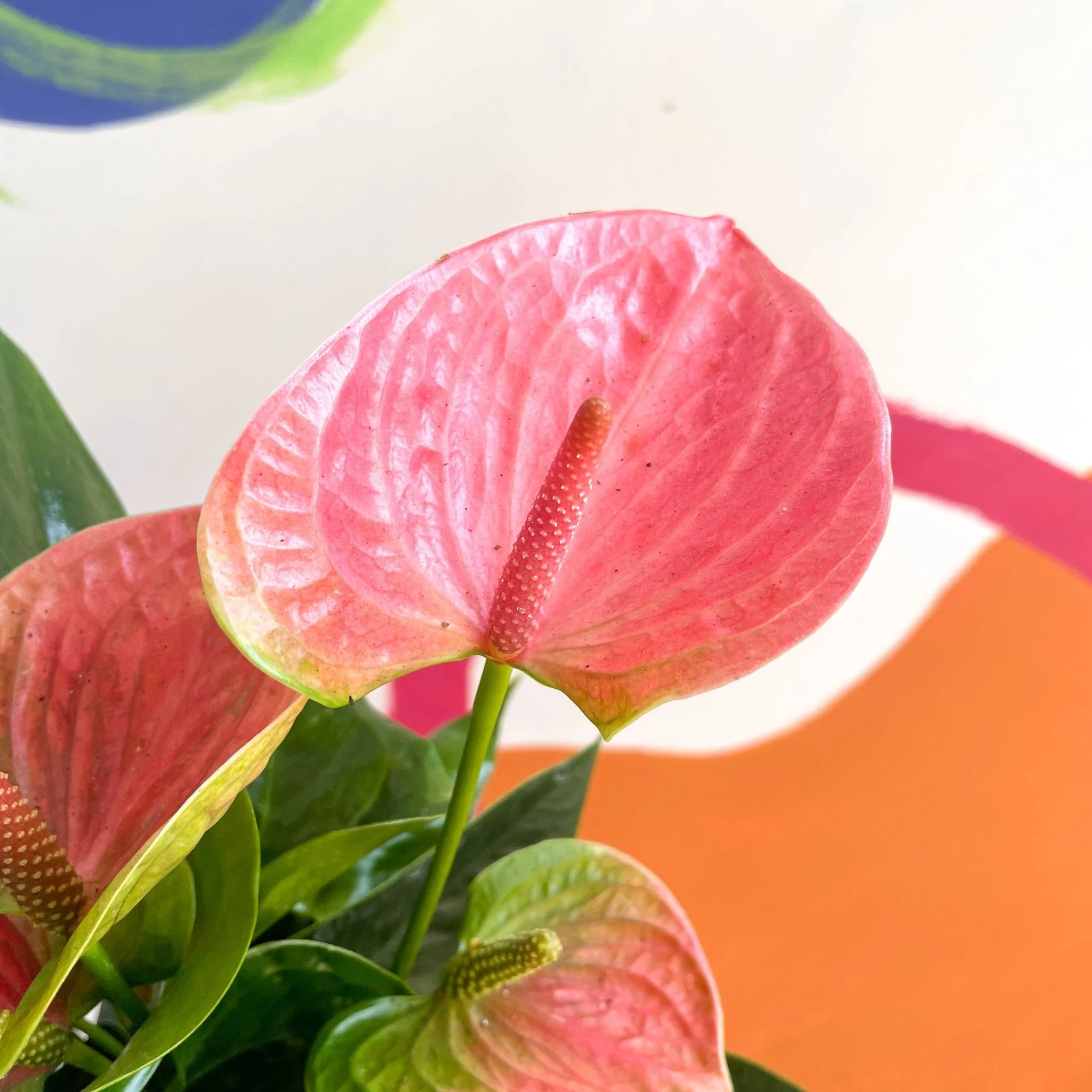Anthurium andraeanum 'Rose' - Rose Flamingo Flower - Image 2