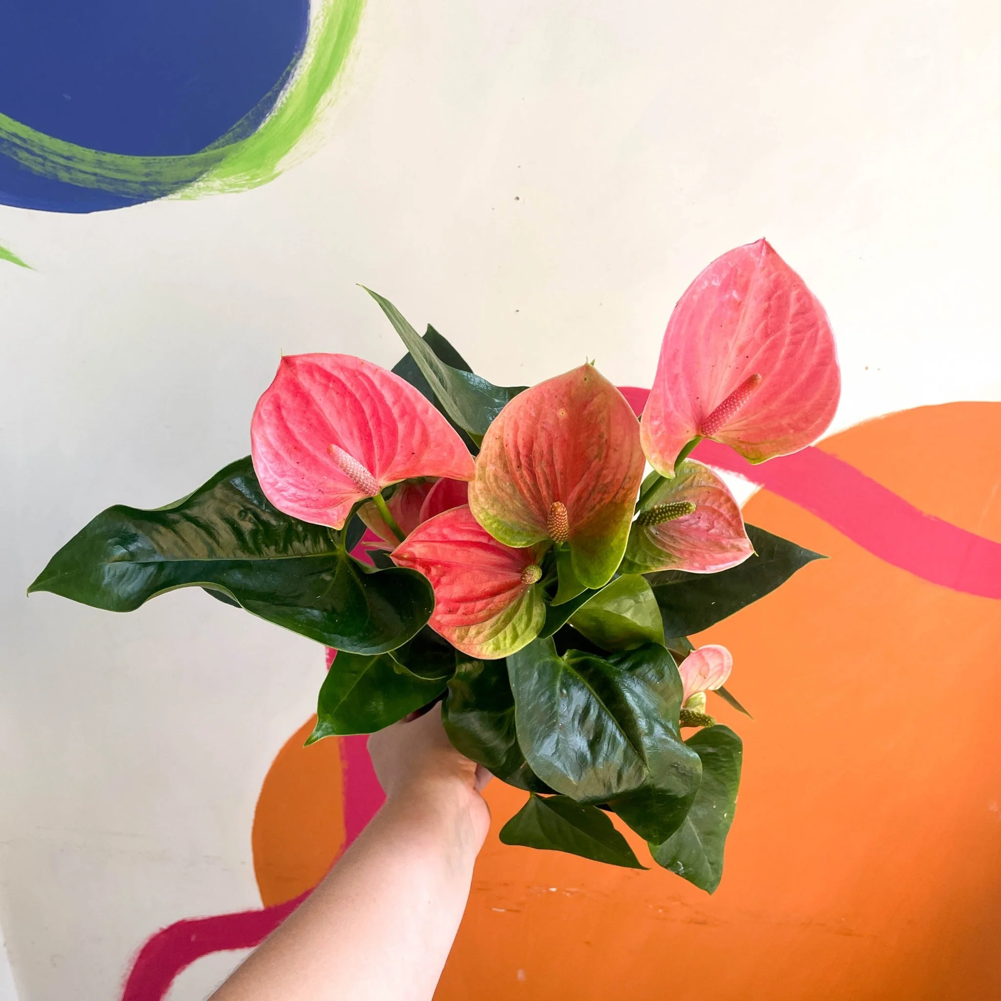 Anthurium andraeanum 'Rose' - Rose Flamingo Flower - Image 3