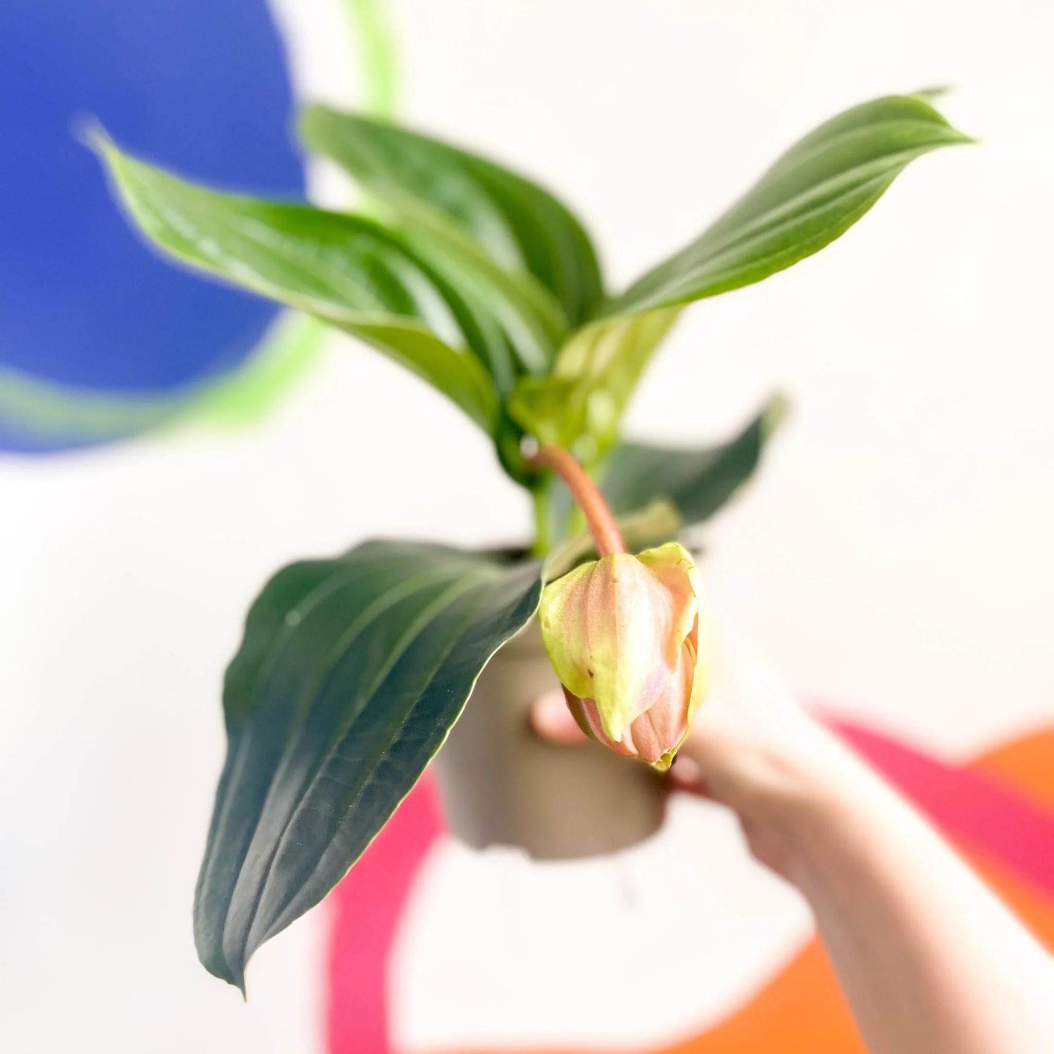 Medinilla magnifica ‘Lambada’ – Rose Grape - Image 6