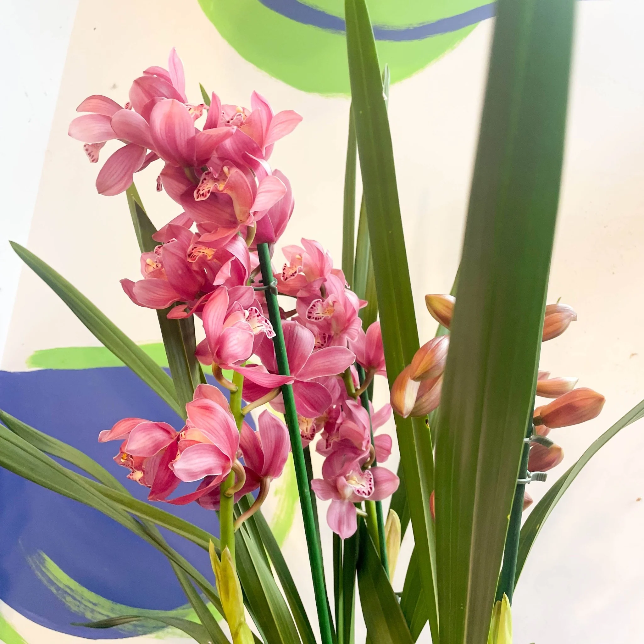 Rose Pink Boat Orchid - Cymbidium - Image 5