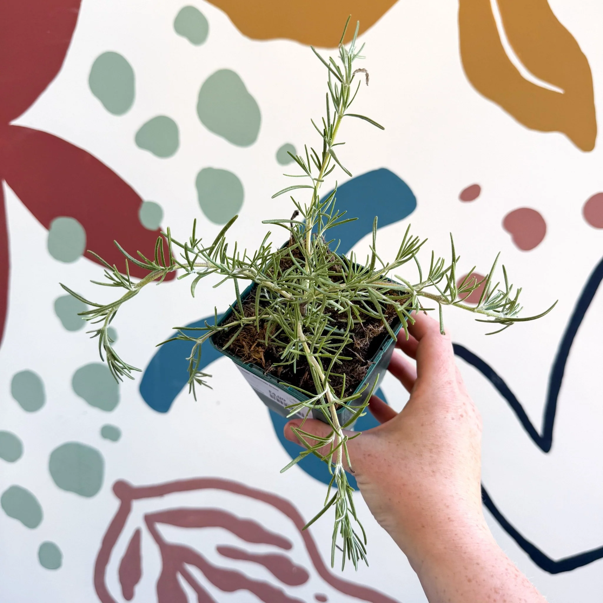 Rosmarinus prostratus 'Boule' - Trailing Rosemary - Cotswolds Grown Culinary Herbs