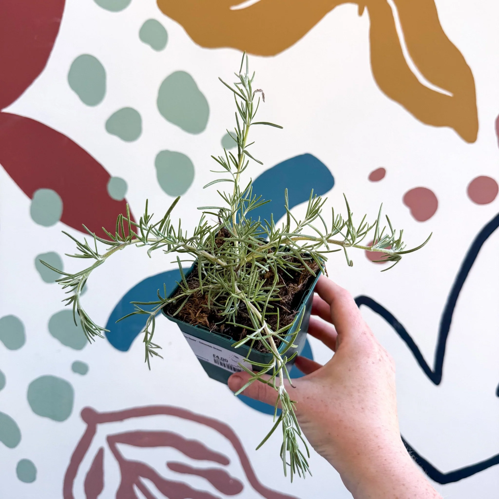 Rosmarinus prostratus 'Boule' - Trailing Rosemary - Cotswolds Grown Culinary Herbs - Image 2