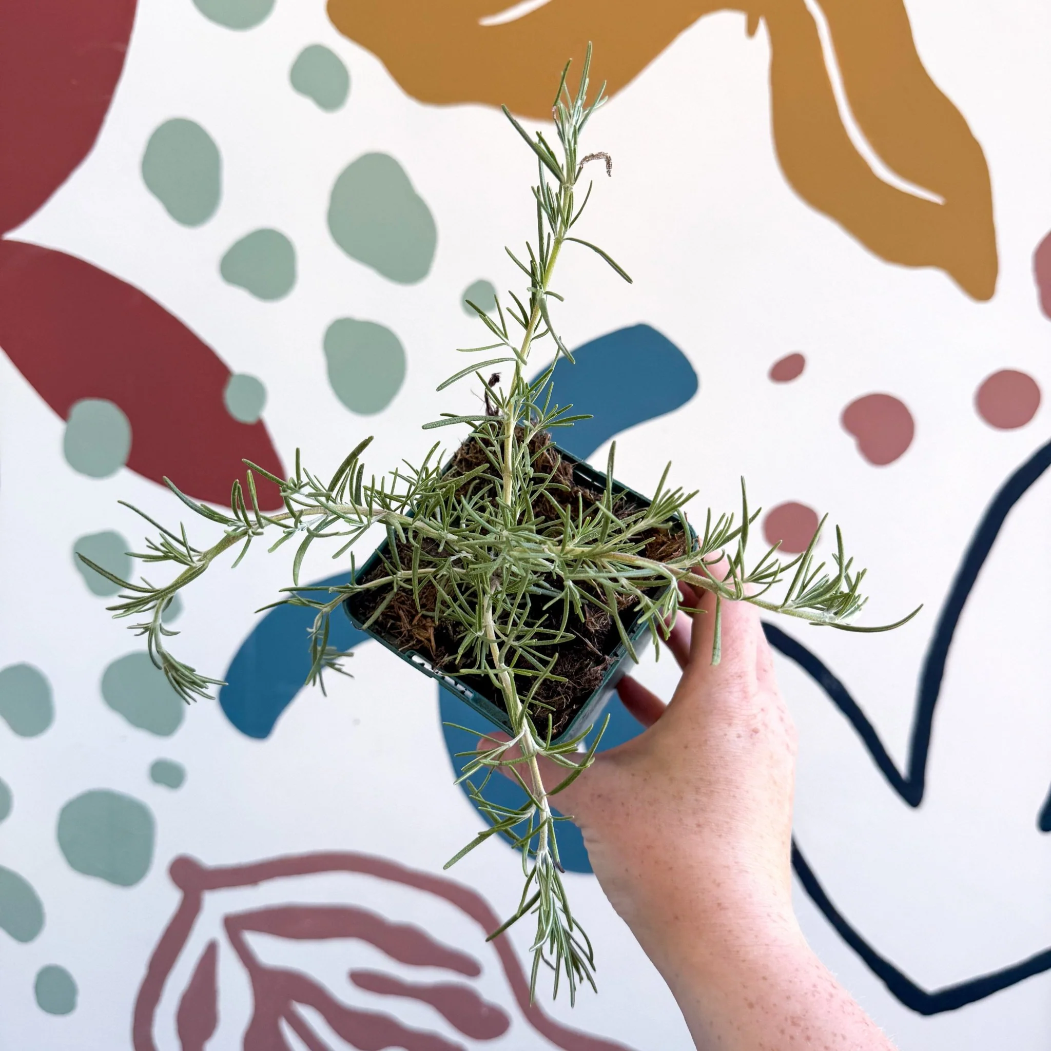 Rosmarinus prostratus 'Boule' - Trailing Rosemary - Cotswolds Grown Culinary Herbs - Image 3
