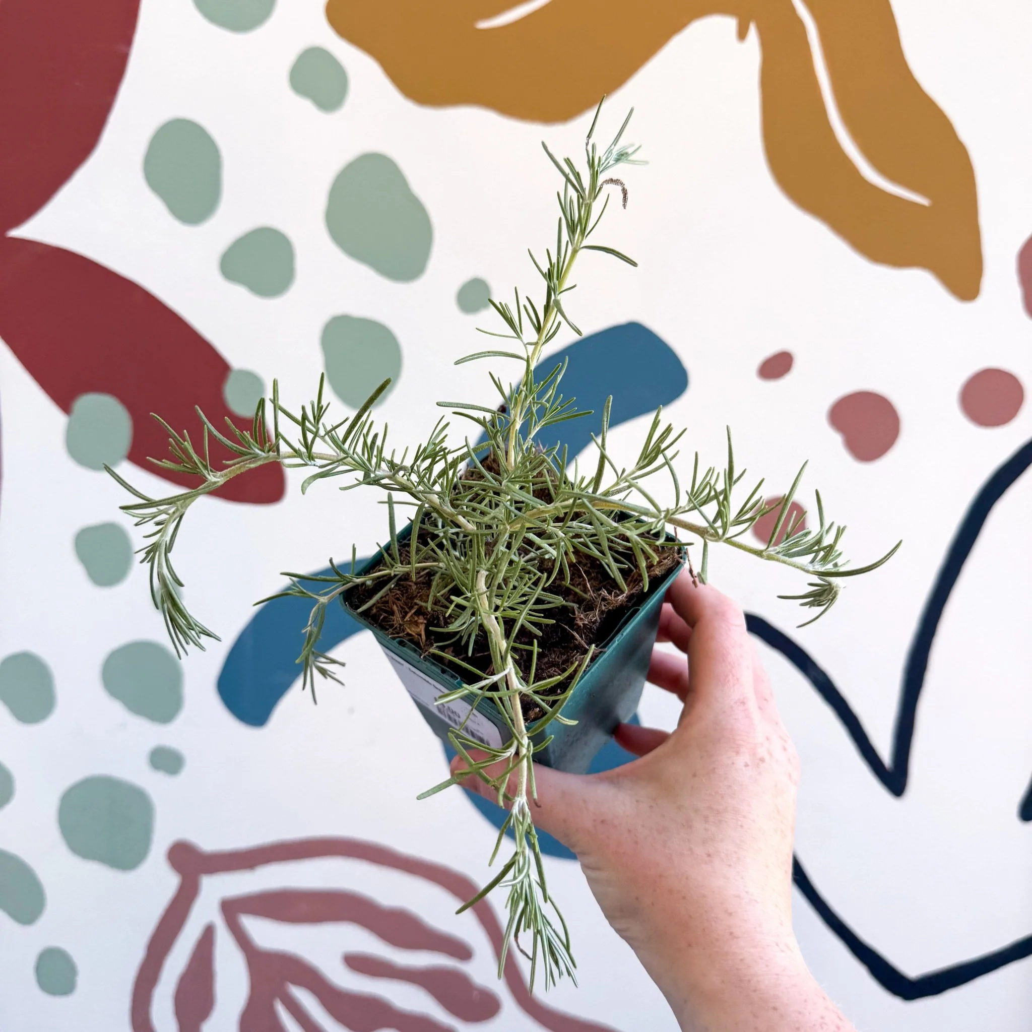 Rosmarinus prostratus 'Boule' - Trailing Rosemary - Cotswolds Grown Culinary Herbs - Image 4