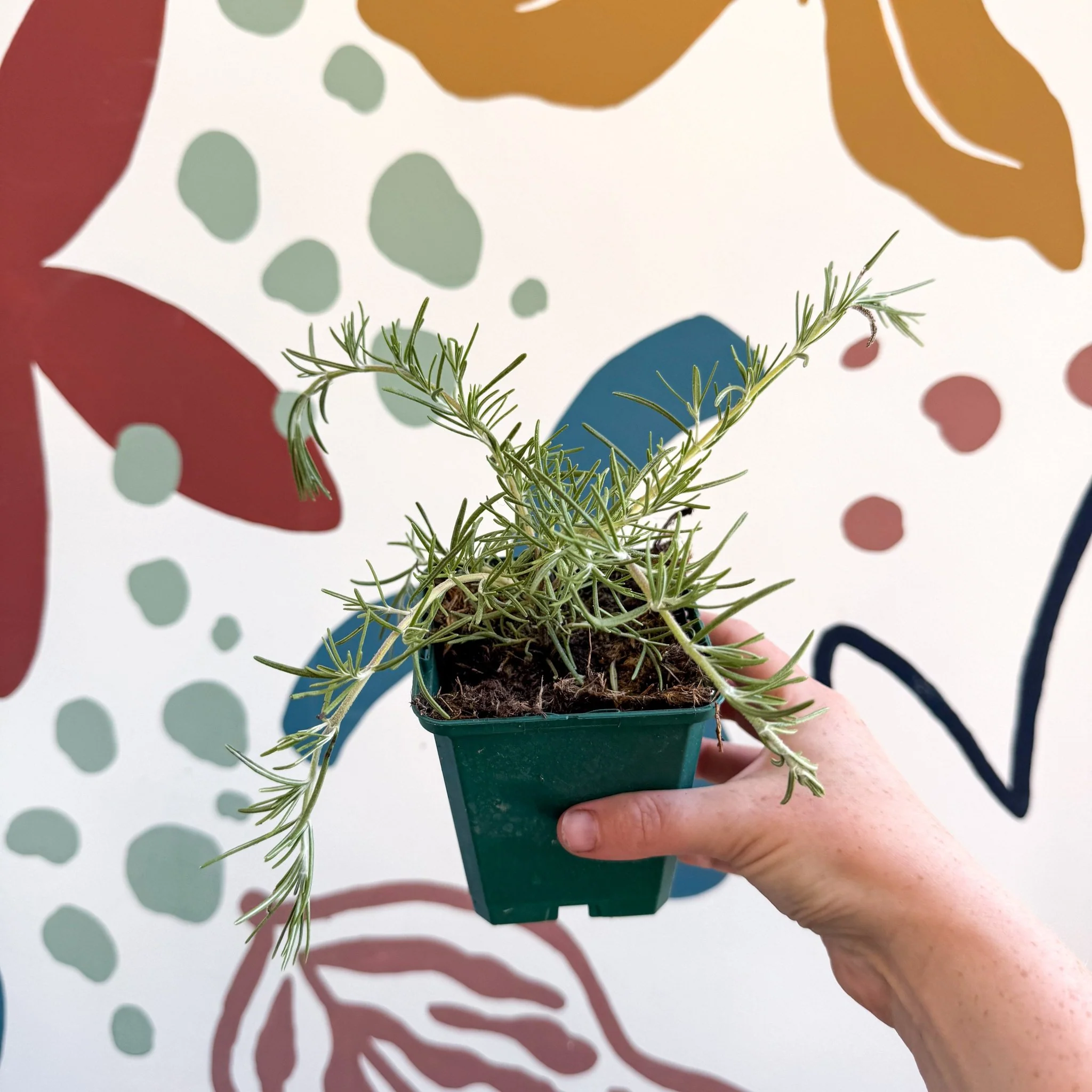 Rosmarinus prostratus 'Boule' - Trailing Rosemary - Cotswolds Grown Culinary Herbs - Image 5