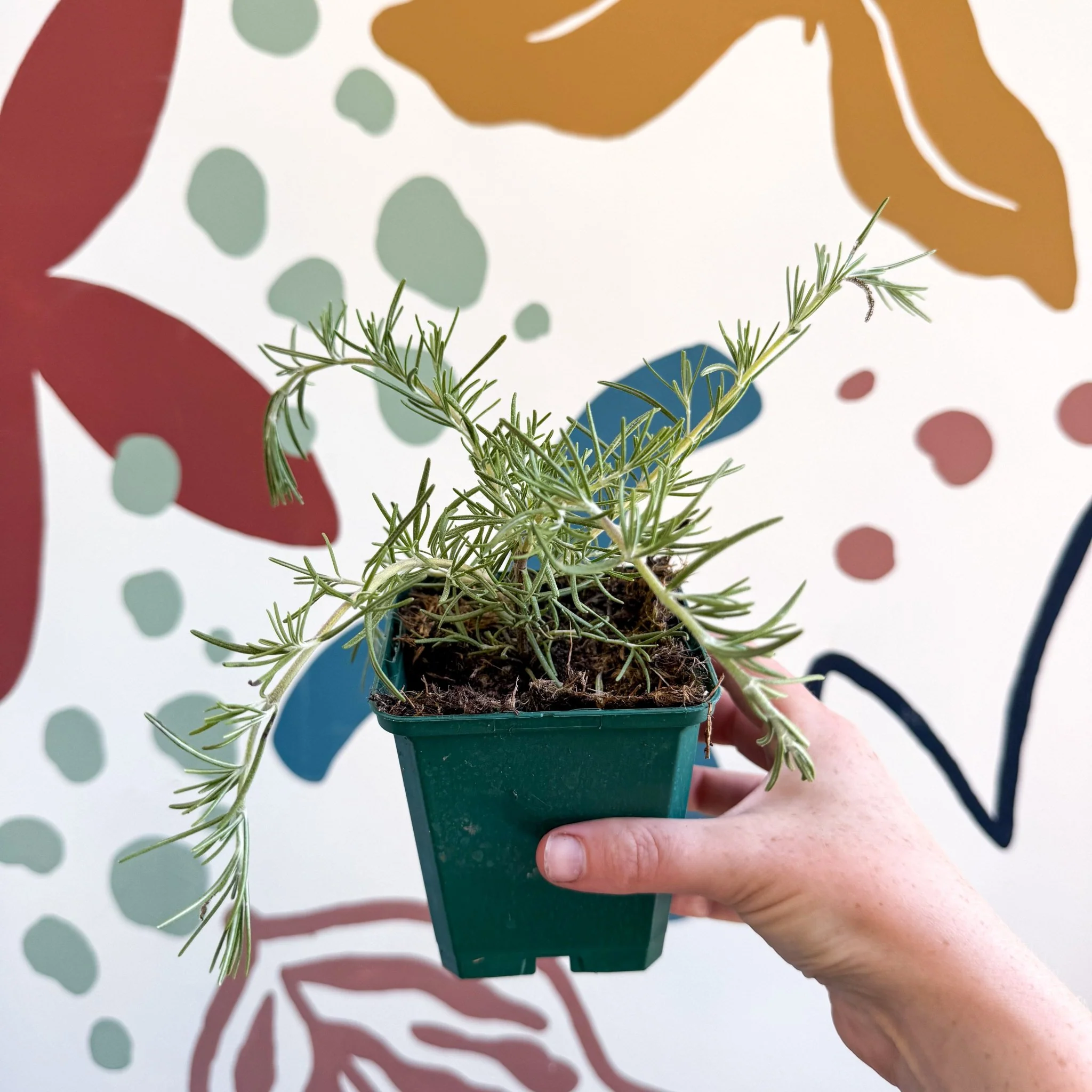 Rosmarinus prostratus 'Boule' - Trailing Rosemary - Cotswolds Grown Culinary Herbs - Image 6